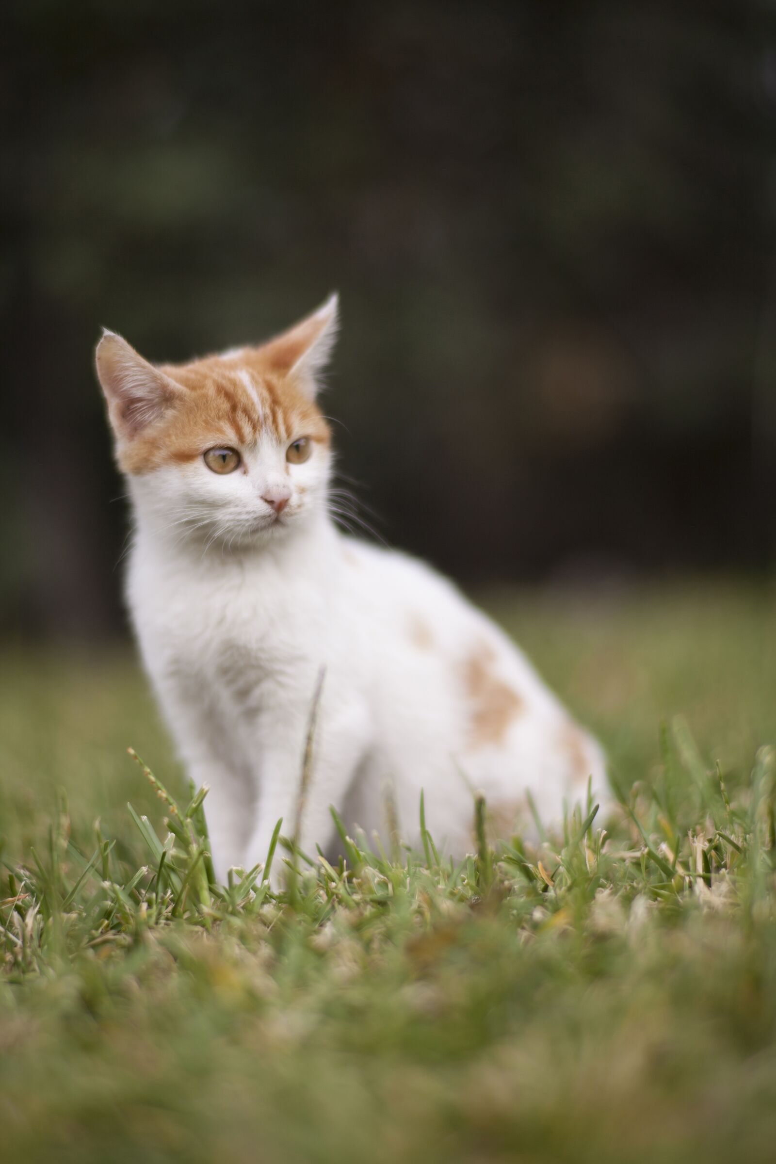 ZEISS Planar T* 85mm F1.4 sample photo. Cat, animal, white photography