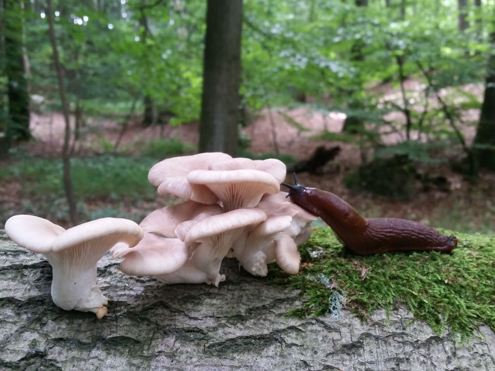 Samsung Galaxy S5 sample photo. Mushroom, slug, forest photography