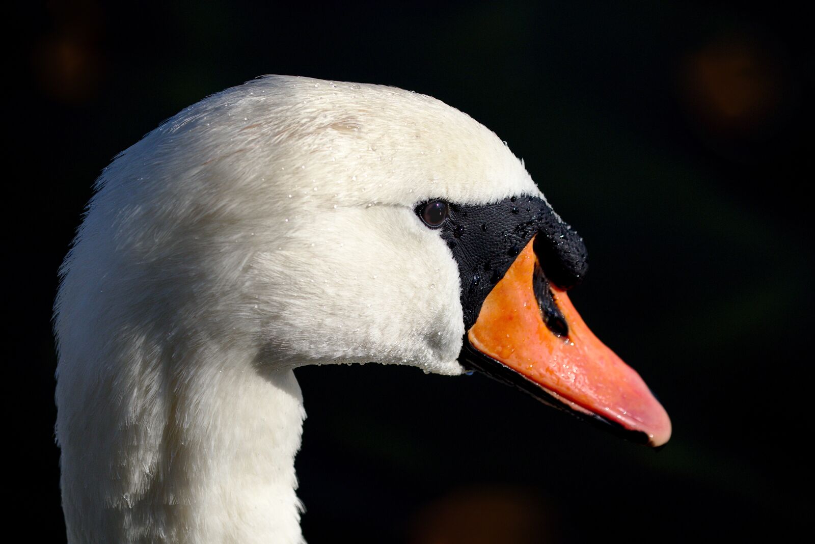 Canon EOS M5 sample photo. Swan, water bird, bird photography