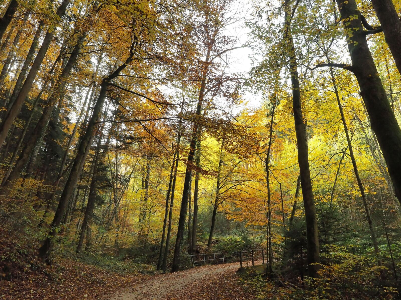 Olympus OM-D E-M1 + Olympus M.Zuiko Digital ED 12-40mm F2.8 Pro sample photo. Autumn landscape, forest, trees photography