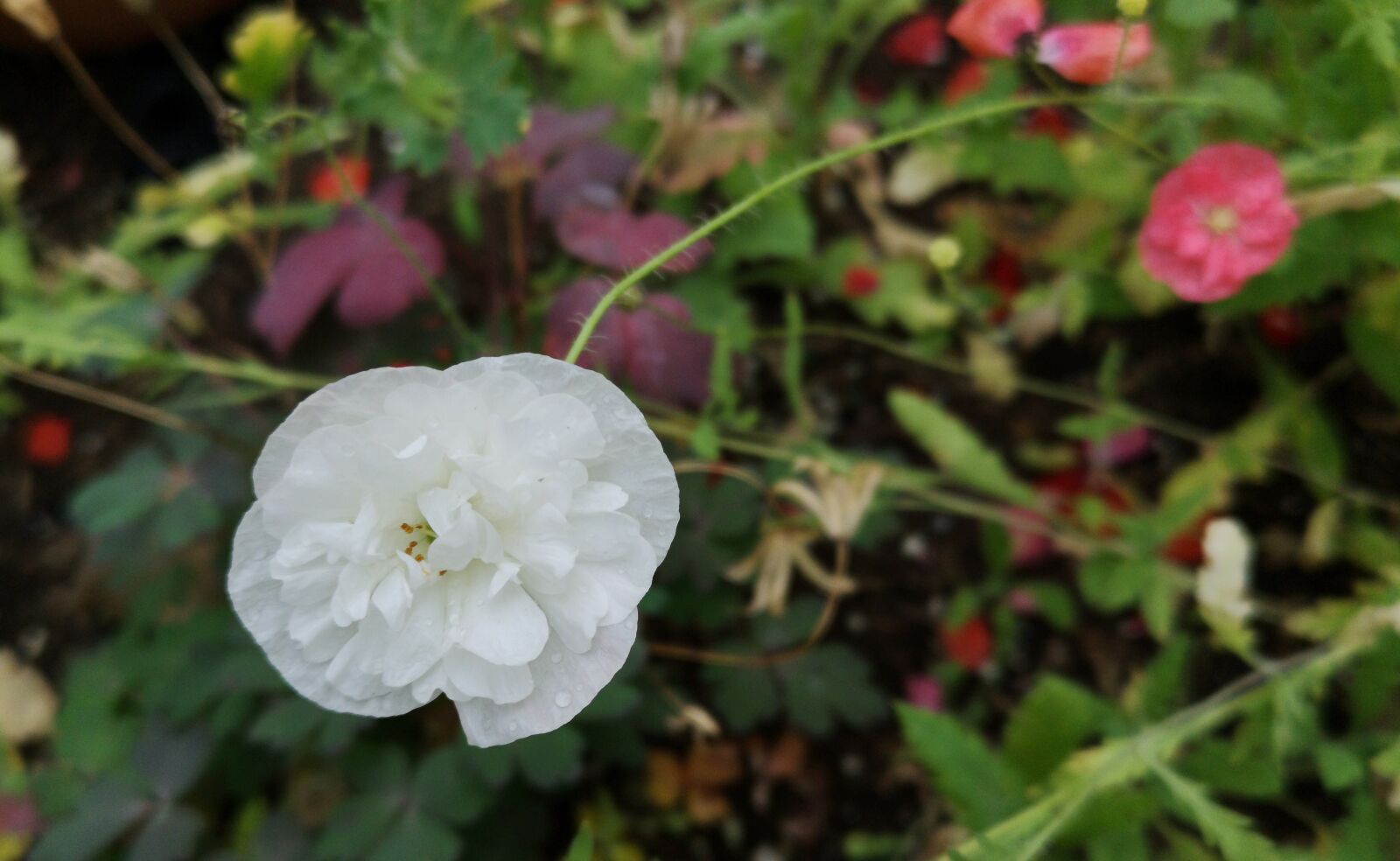 HUAWEI P20 Pro sample photo. Bright white, poppy, plant photography