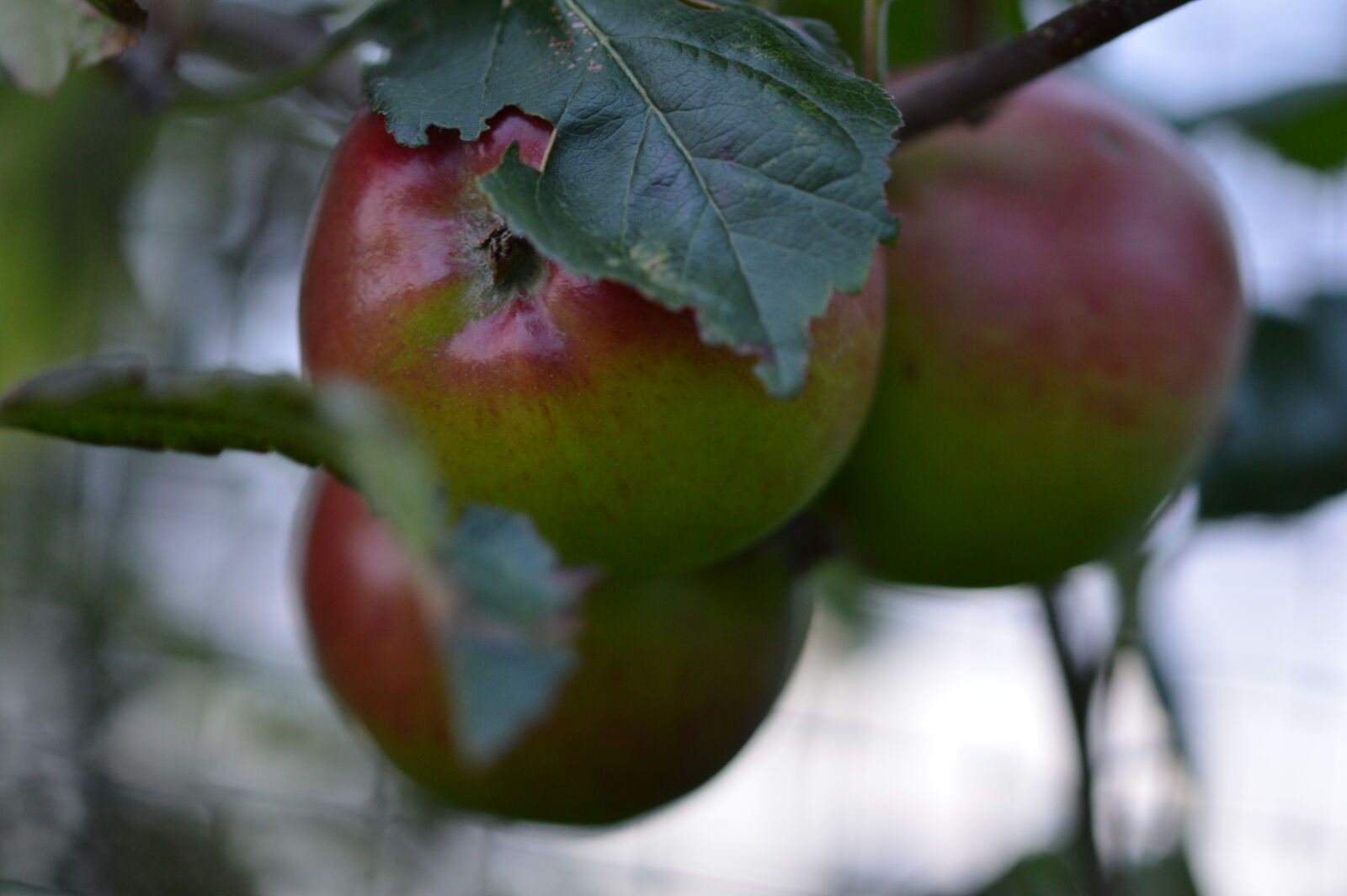 Nikon D3200 + Sigma 105mm F2.8 EX DG OS HSM sample photo. Allotment, apple, tree, apples photography