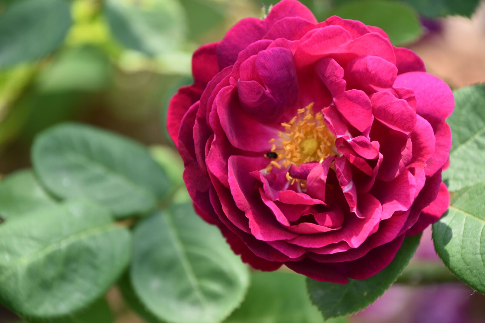 Nikon D5600 sample photo. Pink, flower, plant photography