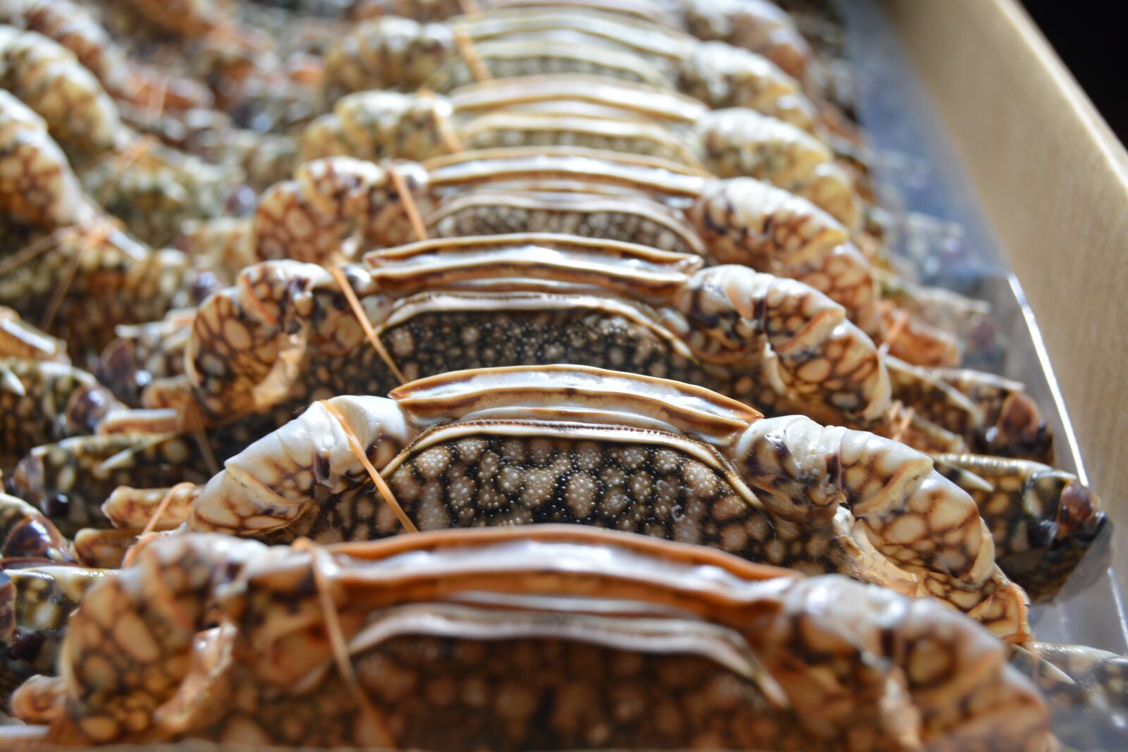 Nikon D5200 sample photo. Frozen blue swimming crabs photography