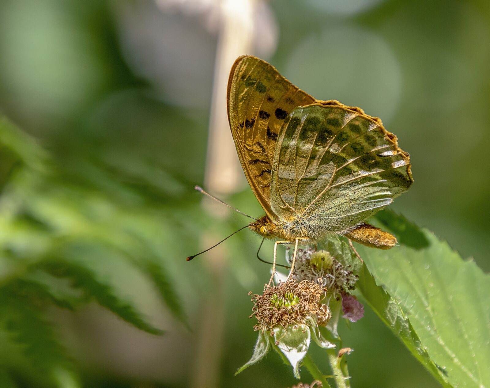 Sigma 100-400mm F5-6.3 DG OS HSM sample photo. Butterfly, silver washed fritillary photography