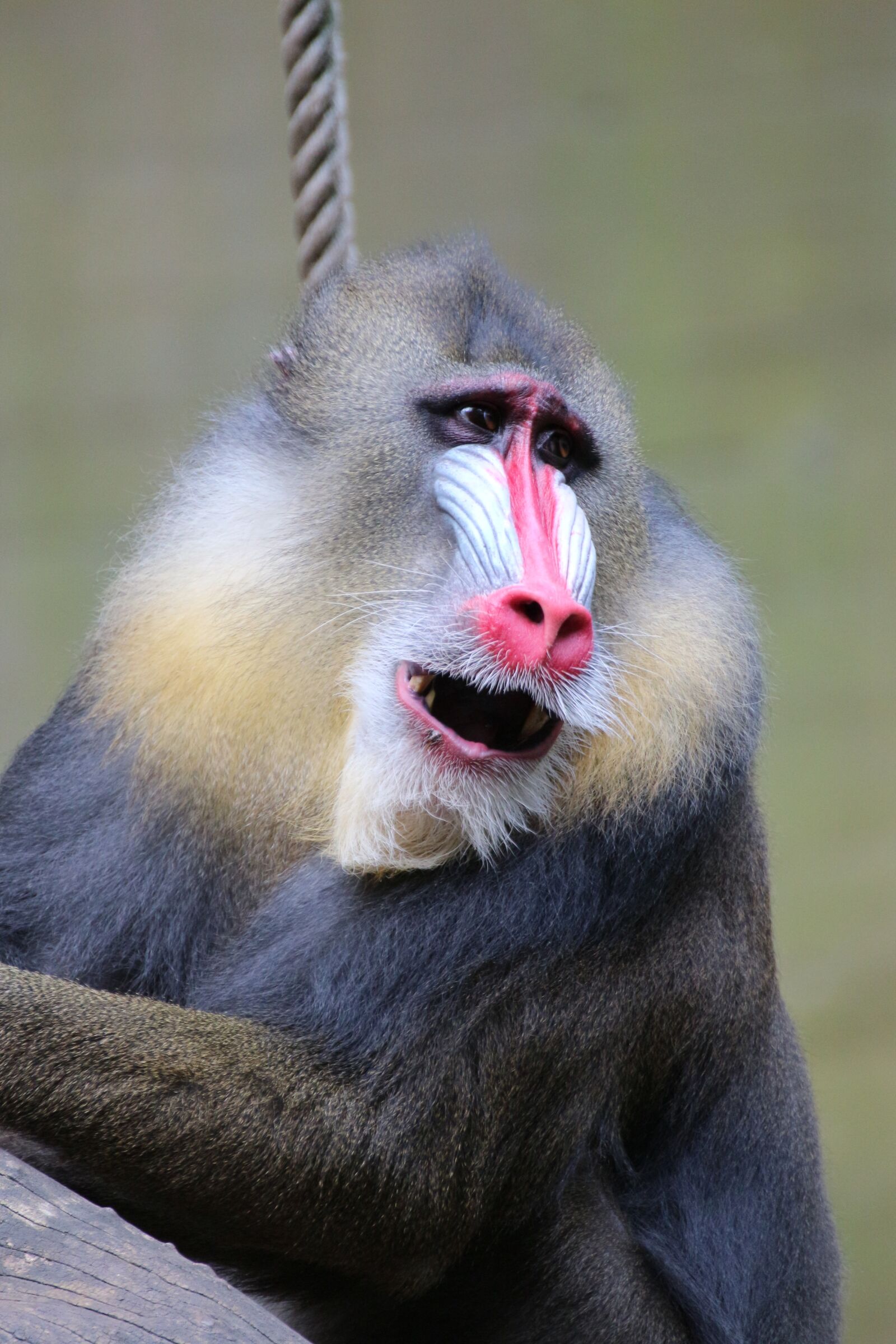 Canon EOS 650D (EOS Rebel T4i / EOS Kiss X6i) sample photo. Mandrill, zoo, animal photography
