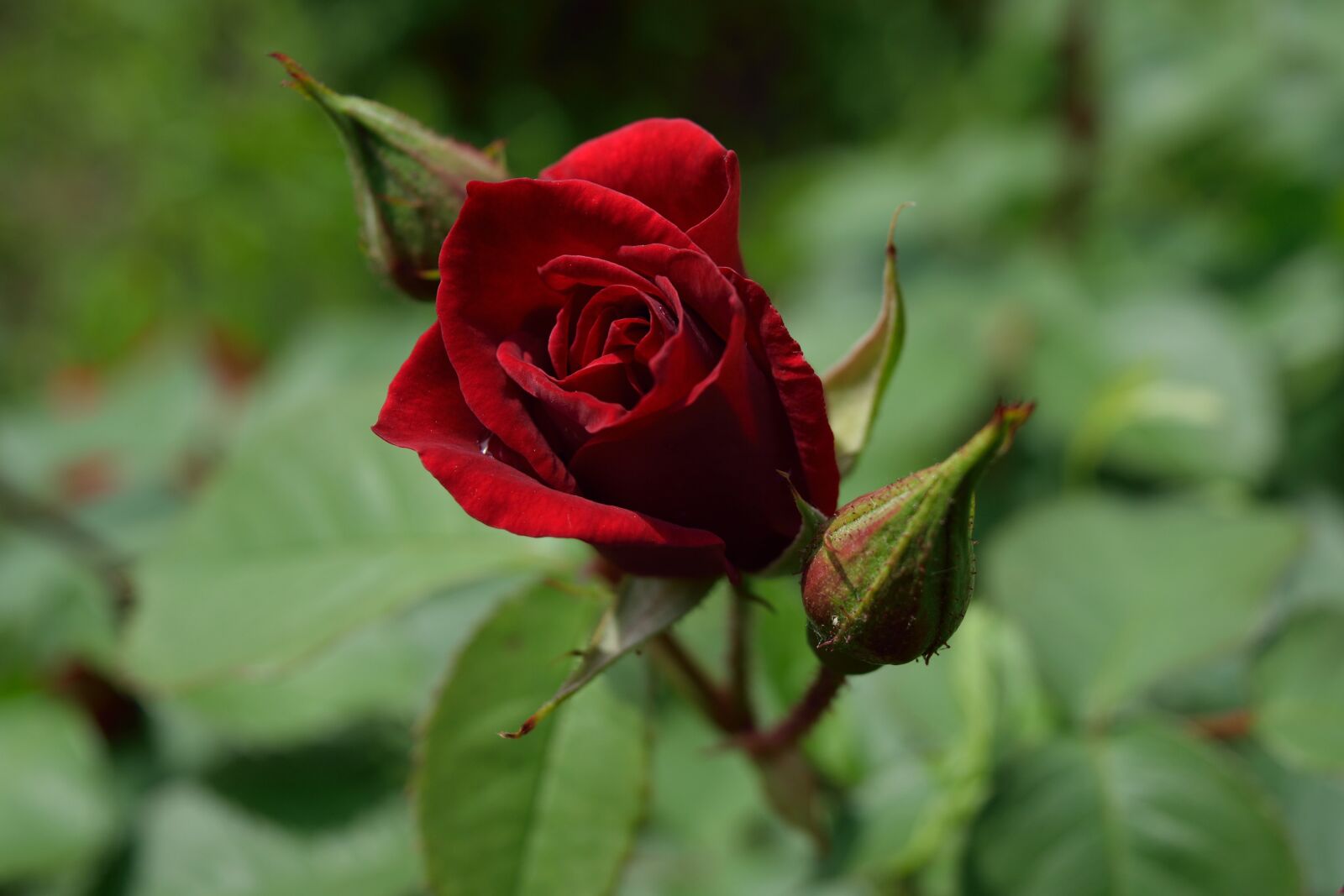 Nikon D5300 sample photo. Roza, purple, love photography