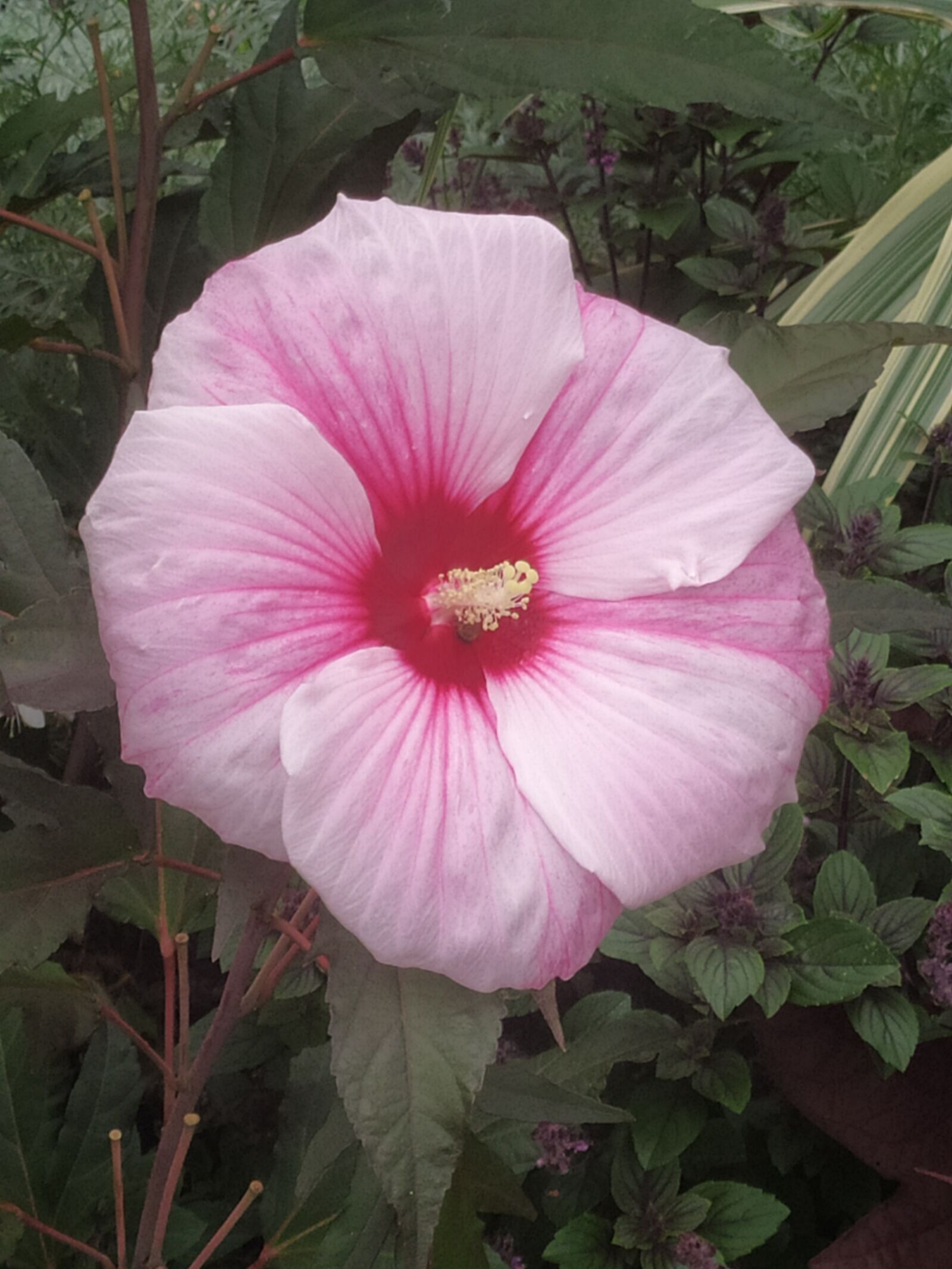 Xiaomi Redmi Note 7 sample photo. Nature, summer, flowers photography