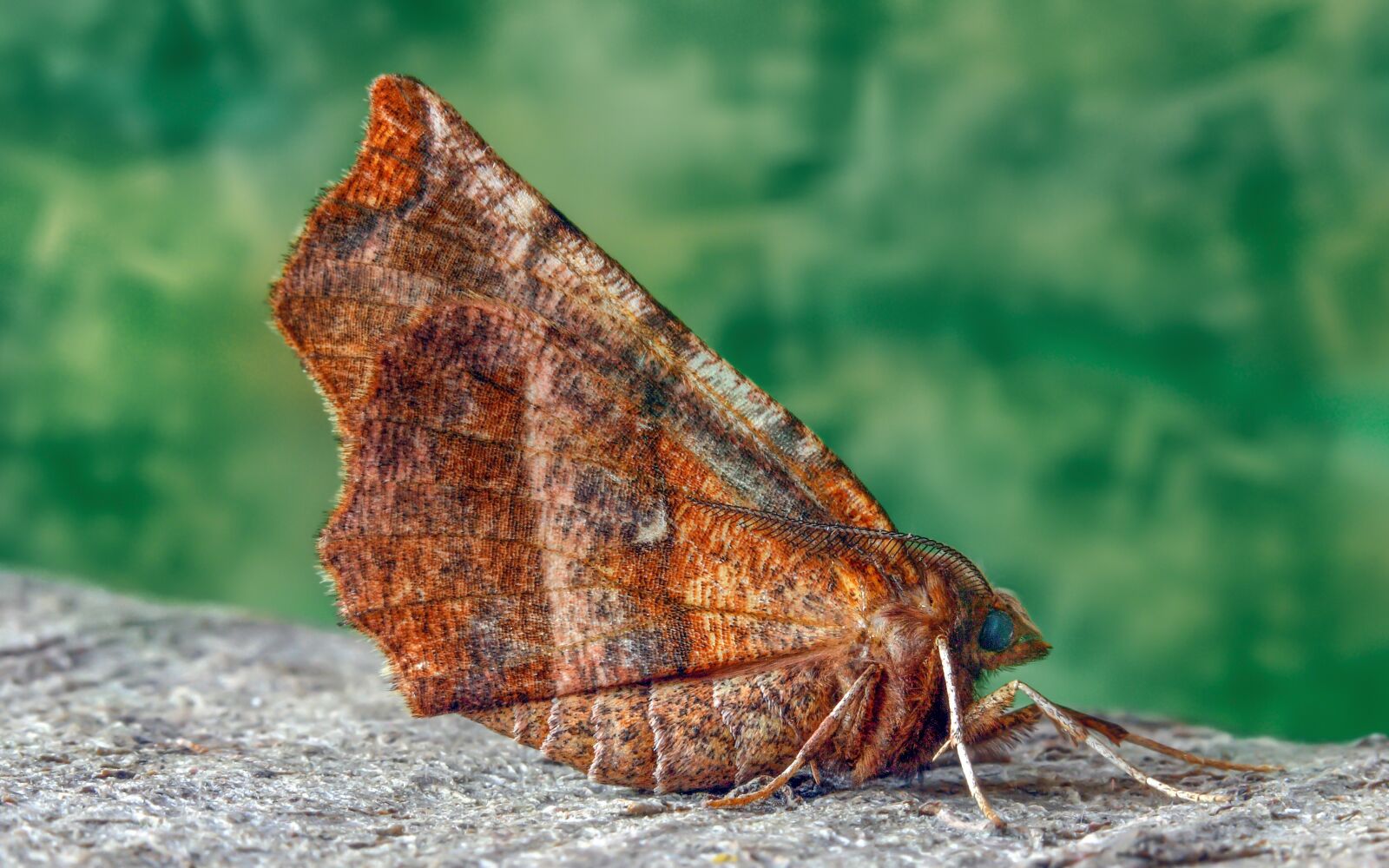 Canon EOS 400D (EOS Digital Rebel XTi / EOS Kiss Digital X) sample photo. Moth, early-thorn, wings photography