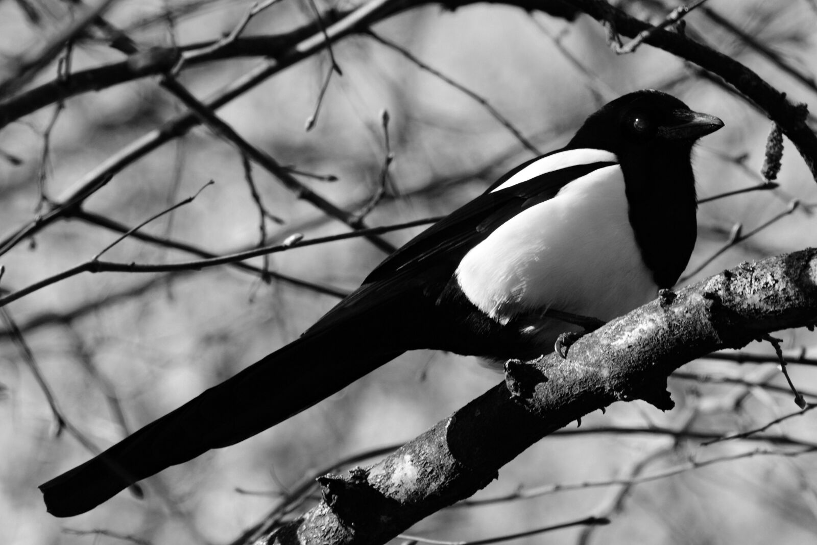 Nikon D7100 sample photo. Magpie, bird, animal photography