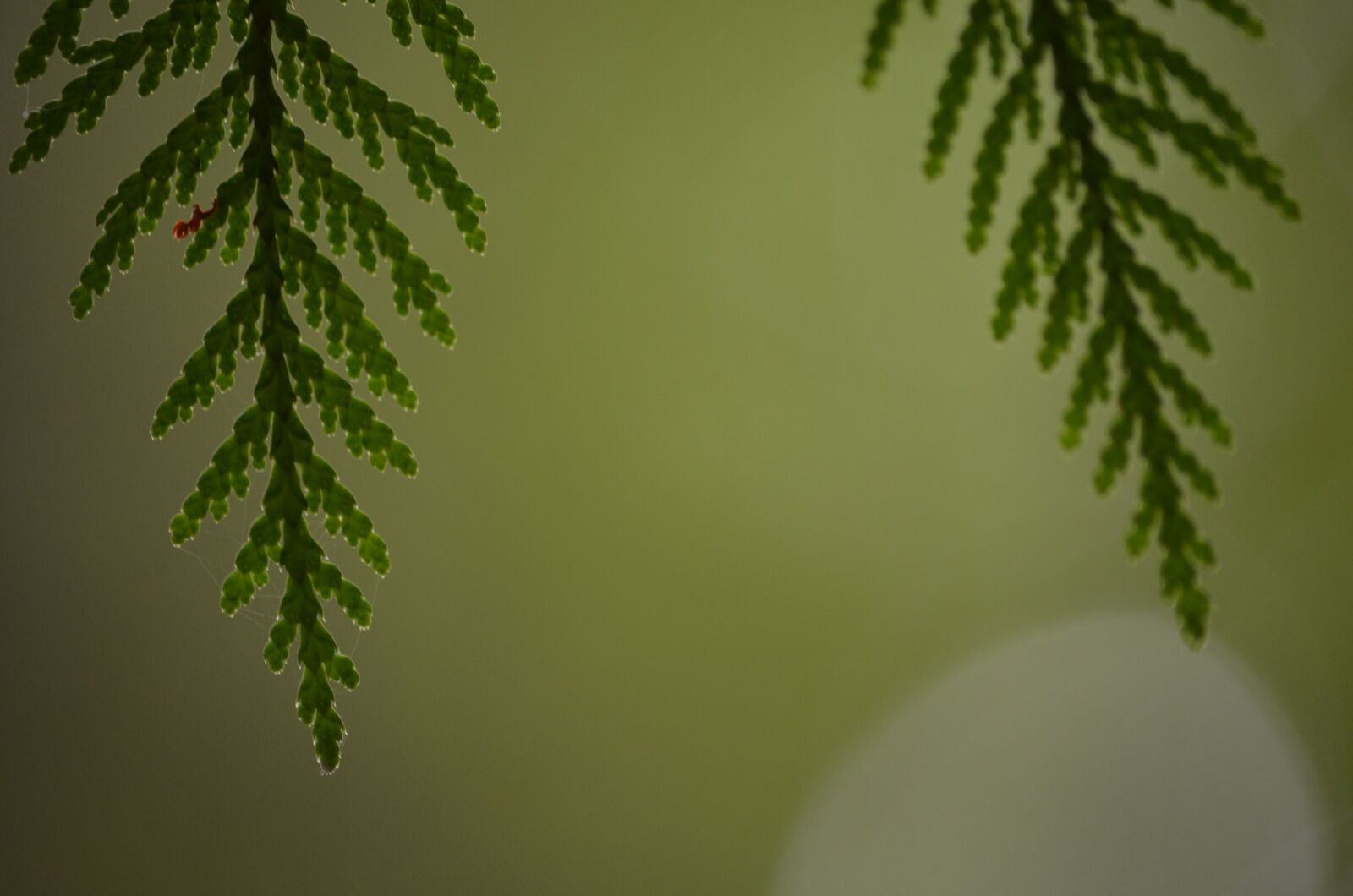 Nikon D5100 sample photo. Cedar, boughs, tree photography