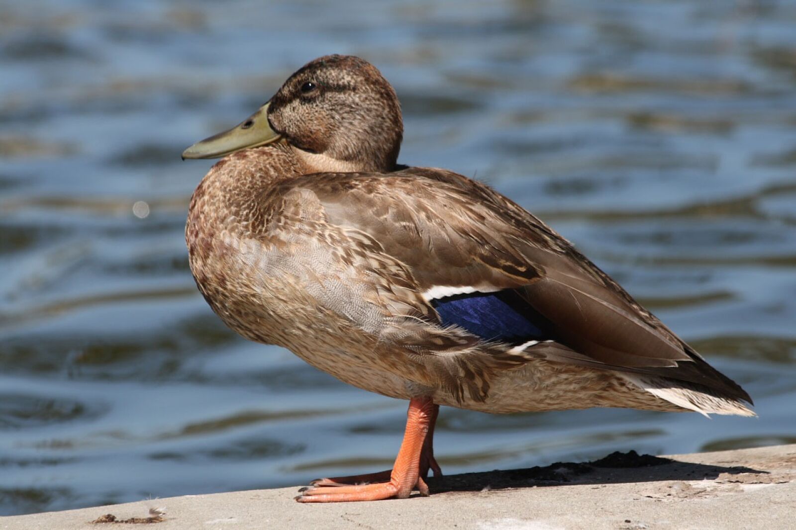 Canon EOS 400D (EOS Digital Rebel XTi / EOS Kiss Digital X) sample photo. Mallards, female, birds photography