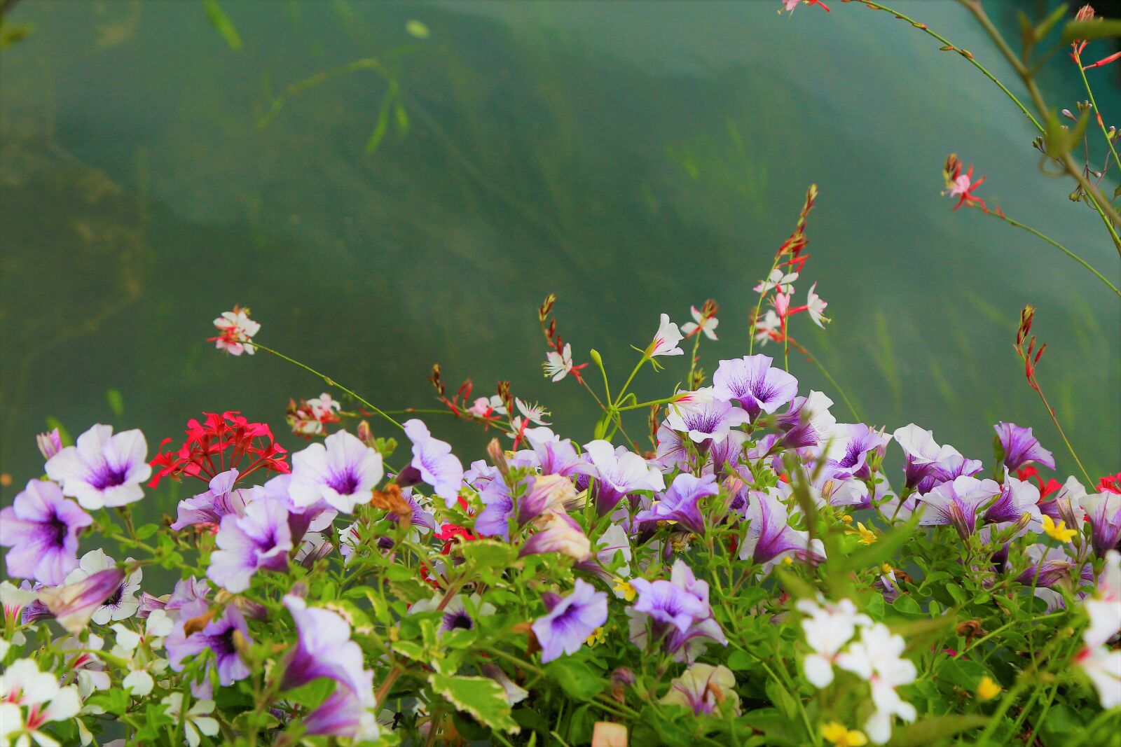 Canon EF 24-105mm F4L IS USM sample photo. Flowers, color, landscape photography