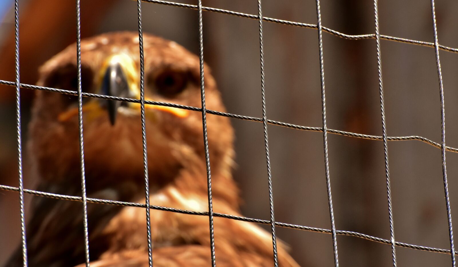 Nikon D7200 sample photo. Adler, raptor, aviary photography