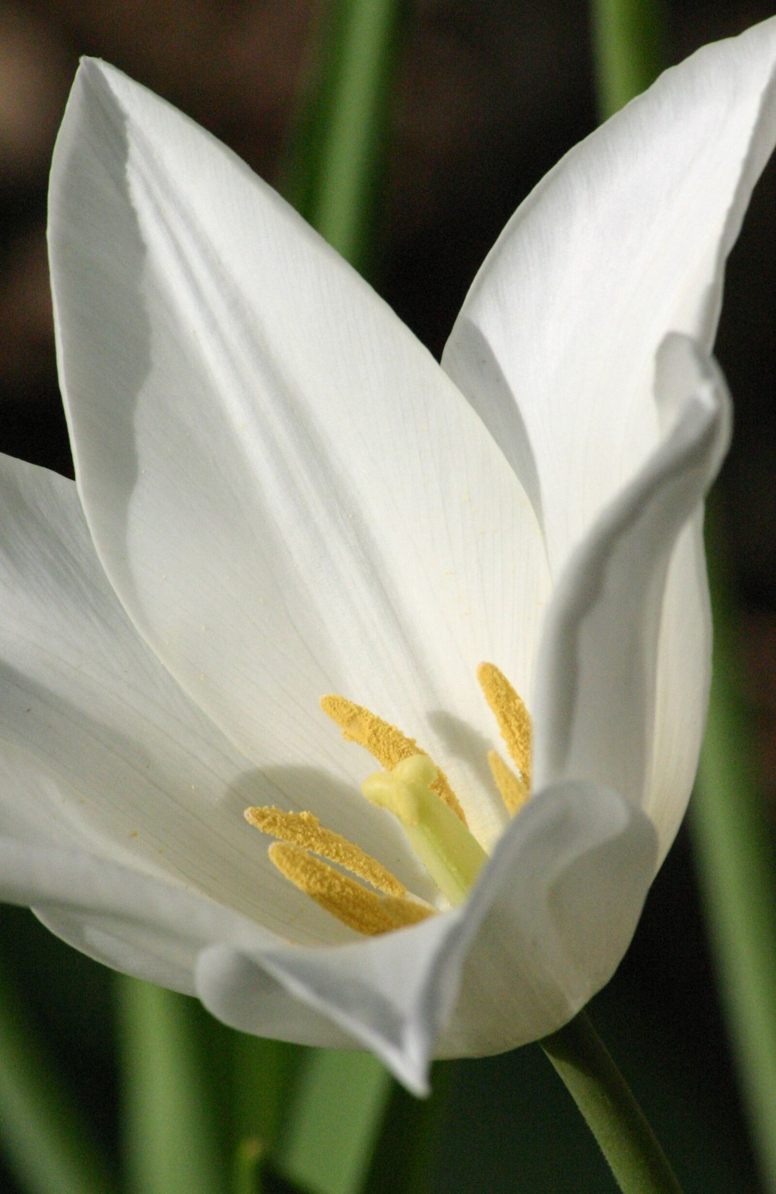Canon EOS 300D (EOS Digital Rebel / EOS Kiss Digital) sample photo. Tulip, white, easter photography