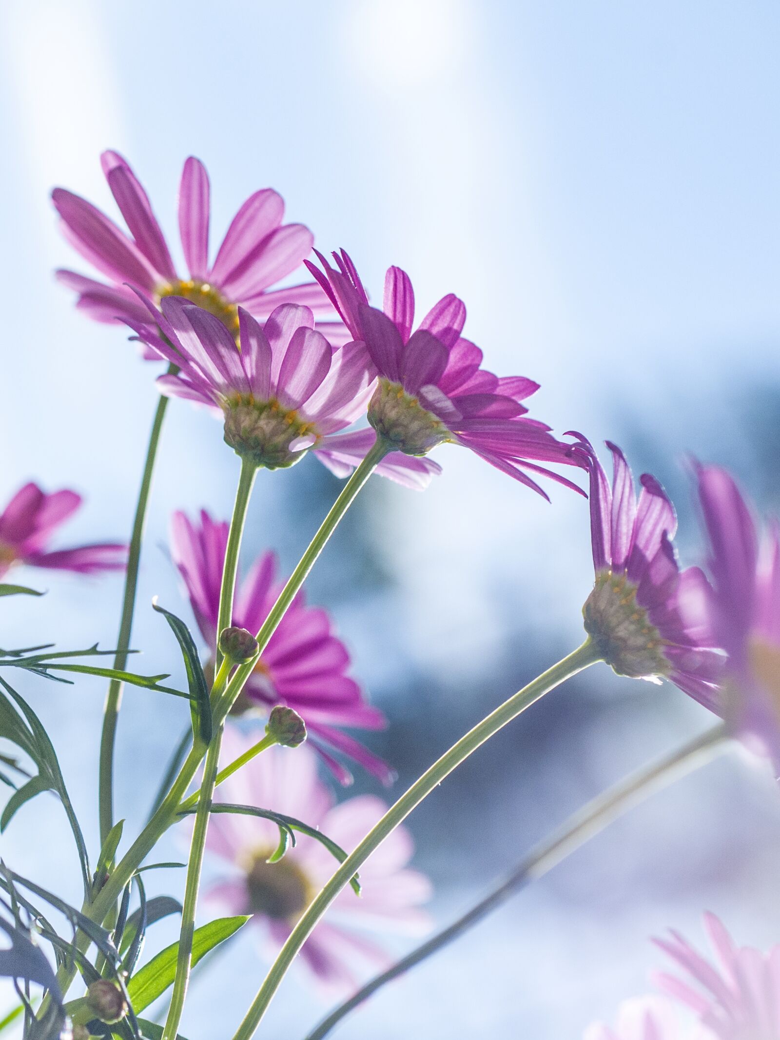Nikon D300 sample photo. Pink, chrysanthemum, flower photography