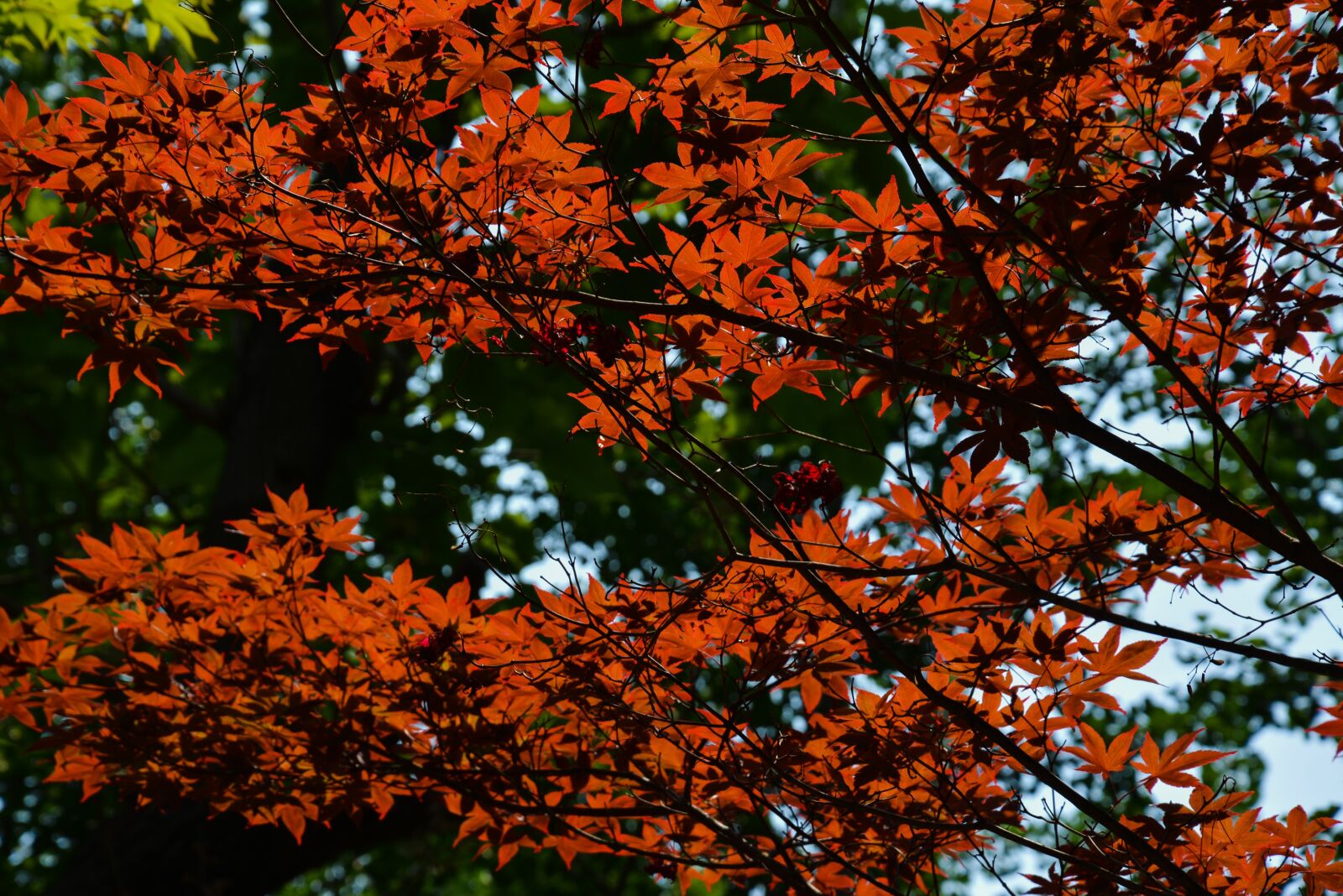 Nikon D5200 sample photo. Maple, leaves, tree photography