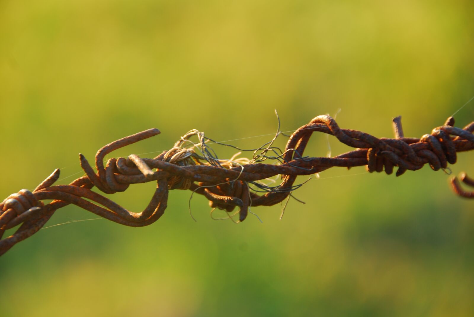 Nikon D80 sample photo. Barbed wire, wire, rusty photography