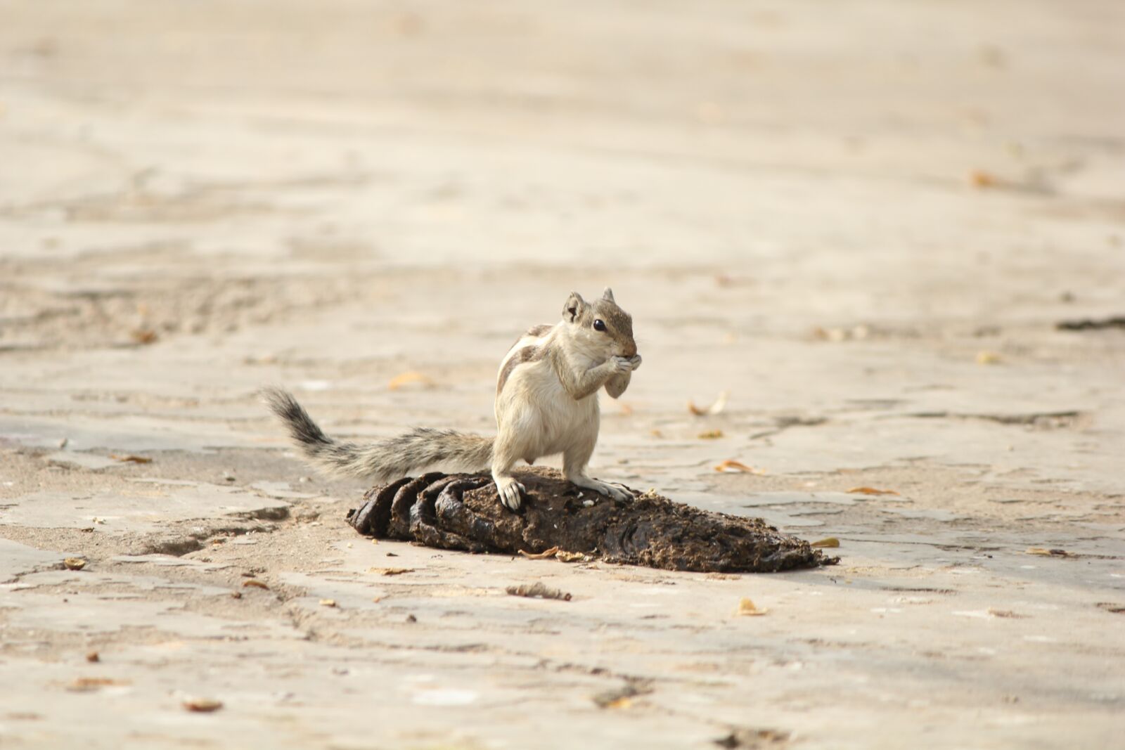 Canon EOS 550D (EOS Rebel T2i / EOS Kiss X4) sample photo. Squirrel, animal, nature photography