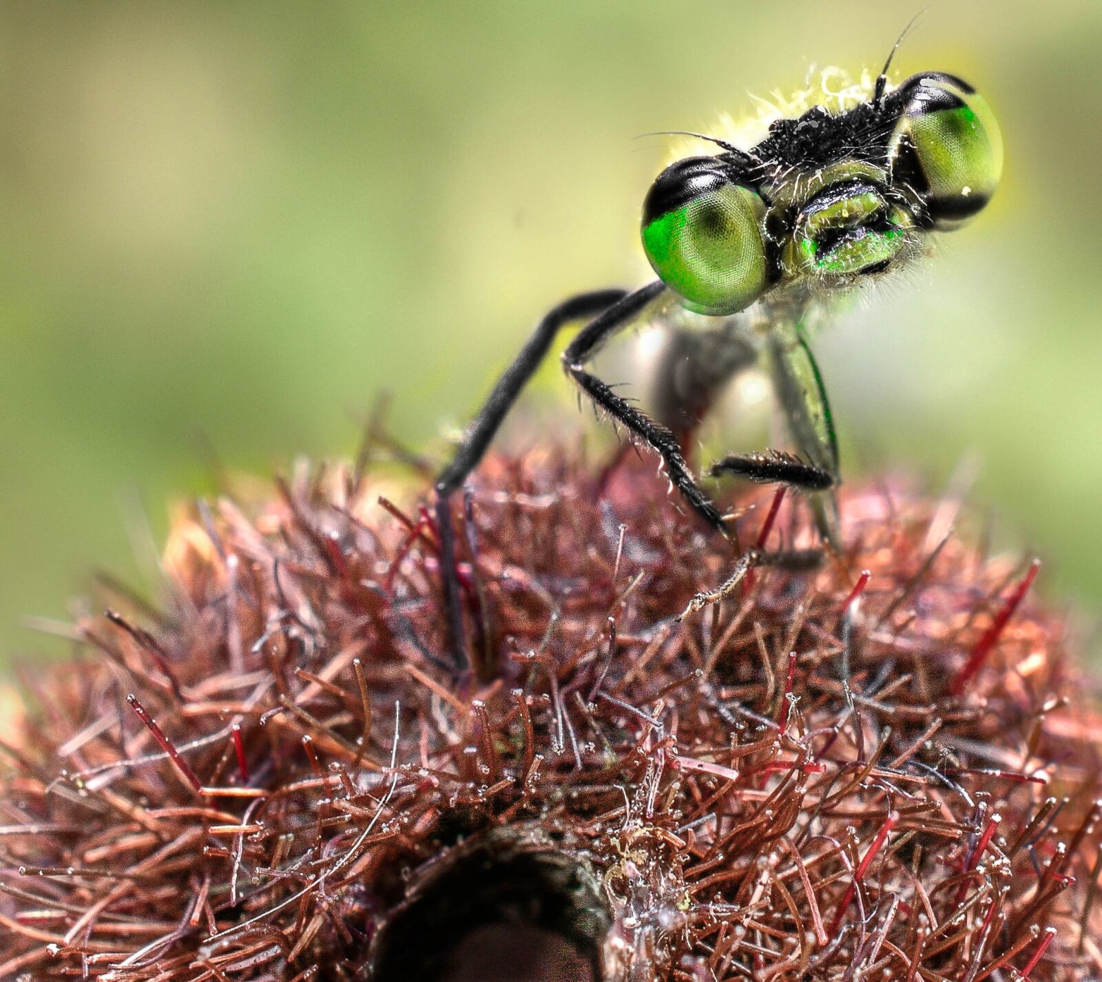 Nikon D7100 sample photo. Dragonfly, green, insect photography