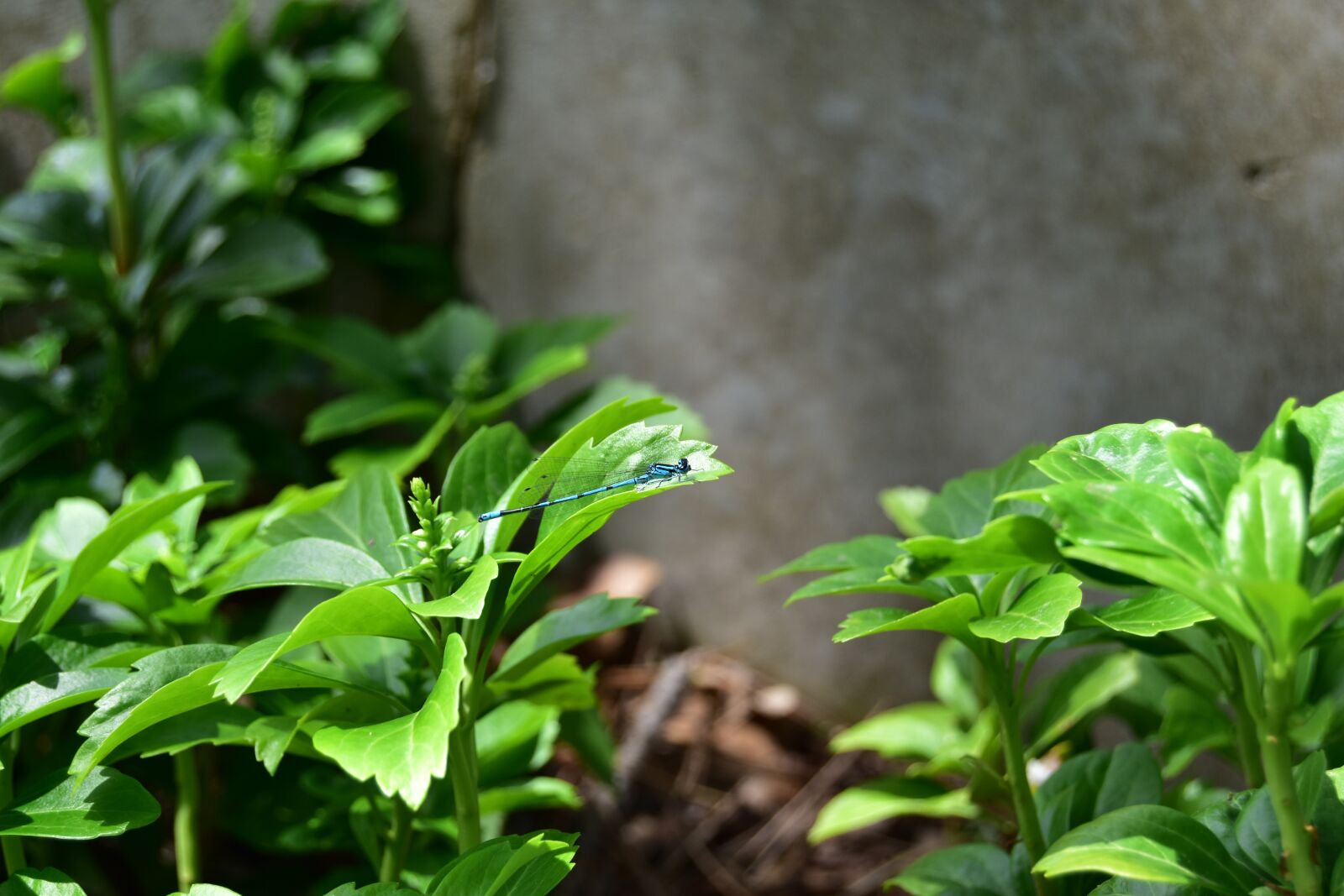 Nikon D5600 sample photo. Blue dragonfly, dragonfly, insect photography