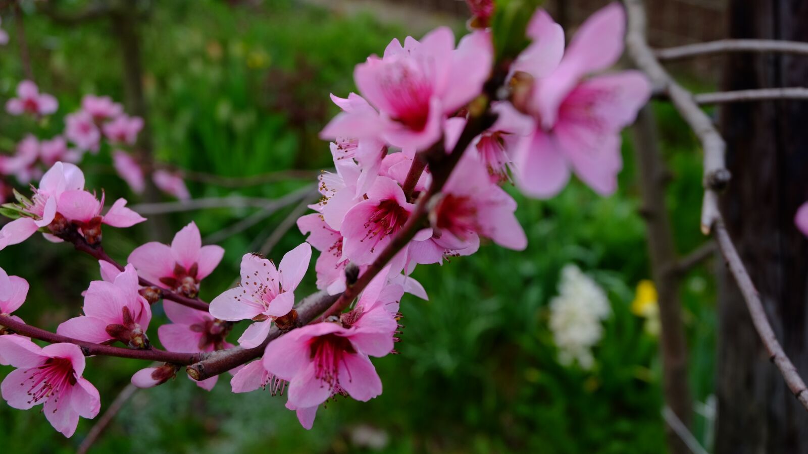 Fujifilm XC 16-50mm F3.5-5.6 OIS II sample photo. Nature, tree blossoms photography