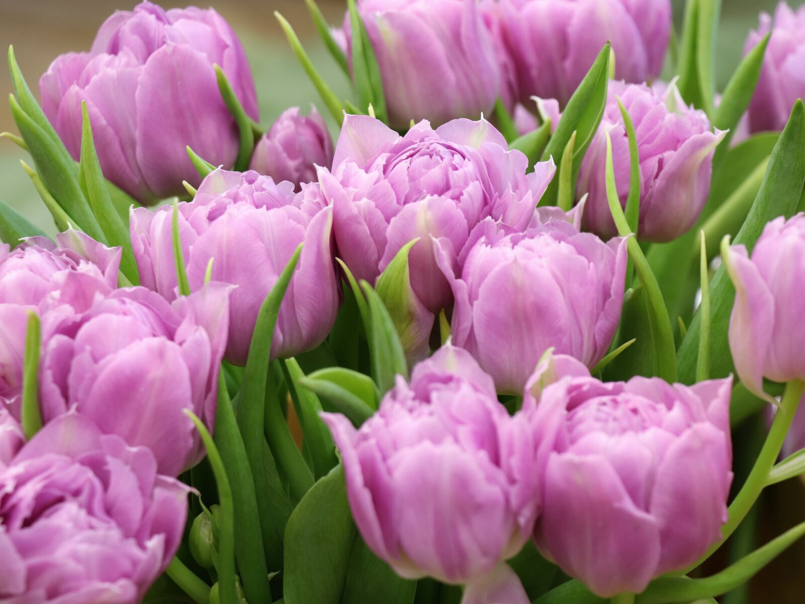 Canon EOS 77D (EOS 9000D / EOS 770D) sample photo. Tulips, spring, holiday photography