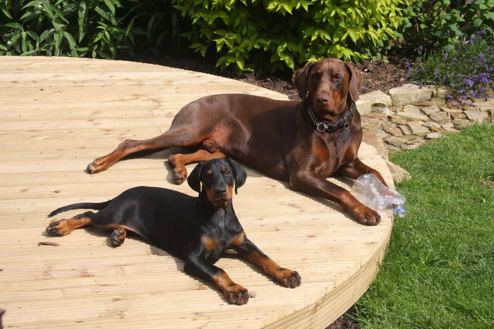 Canon EOS 40D sample photo. Puppy, dobermann, black photography