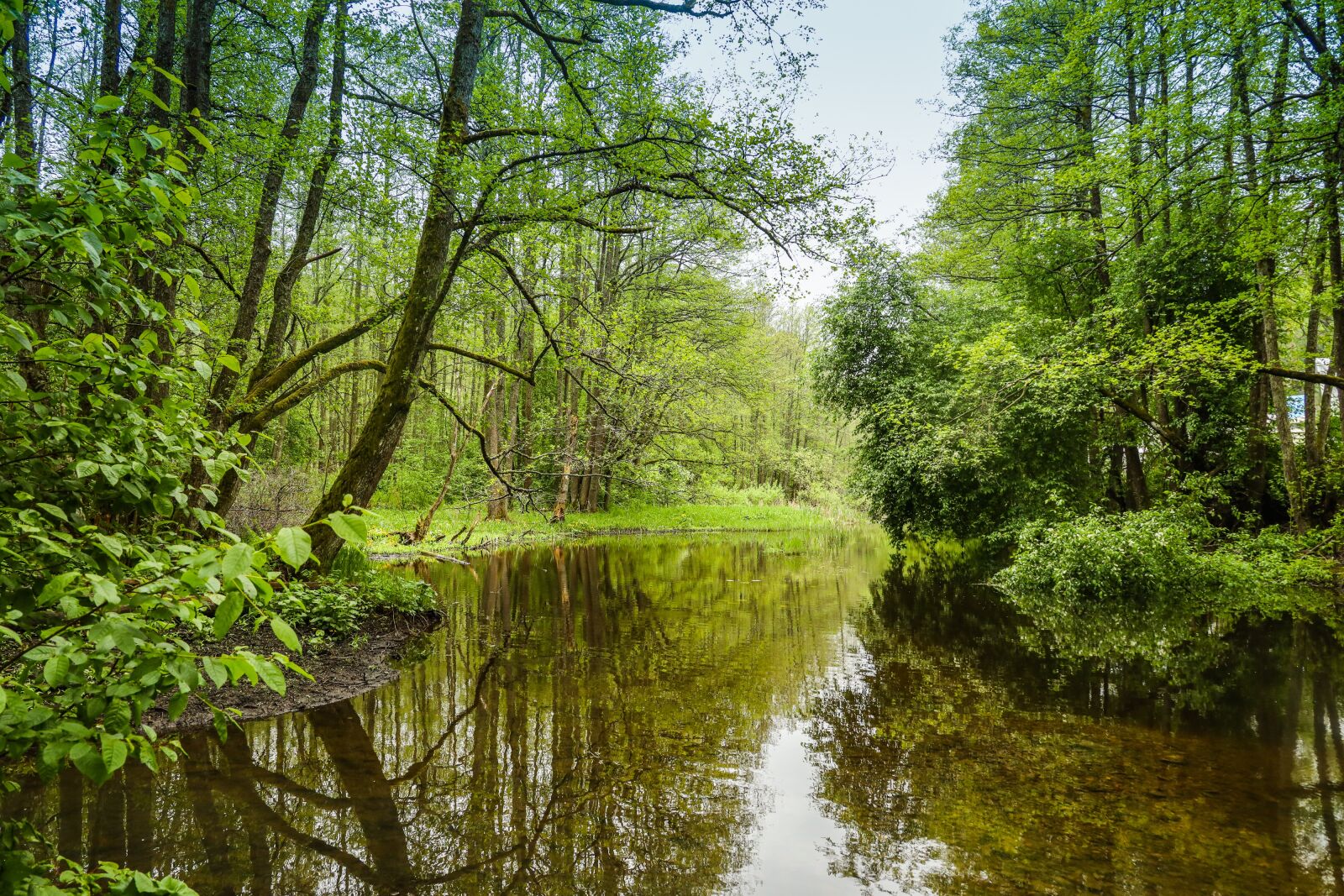 Canon EOS R sample photo. River, reflection, water photography