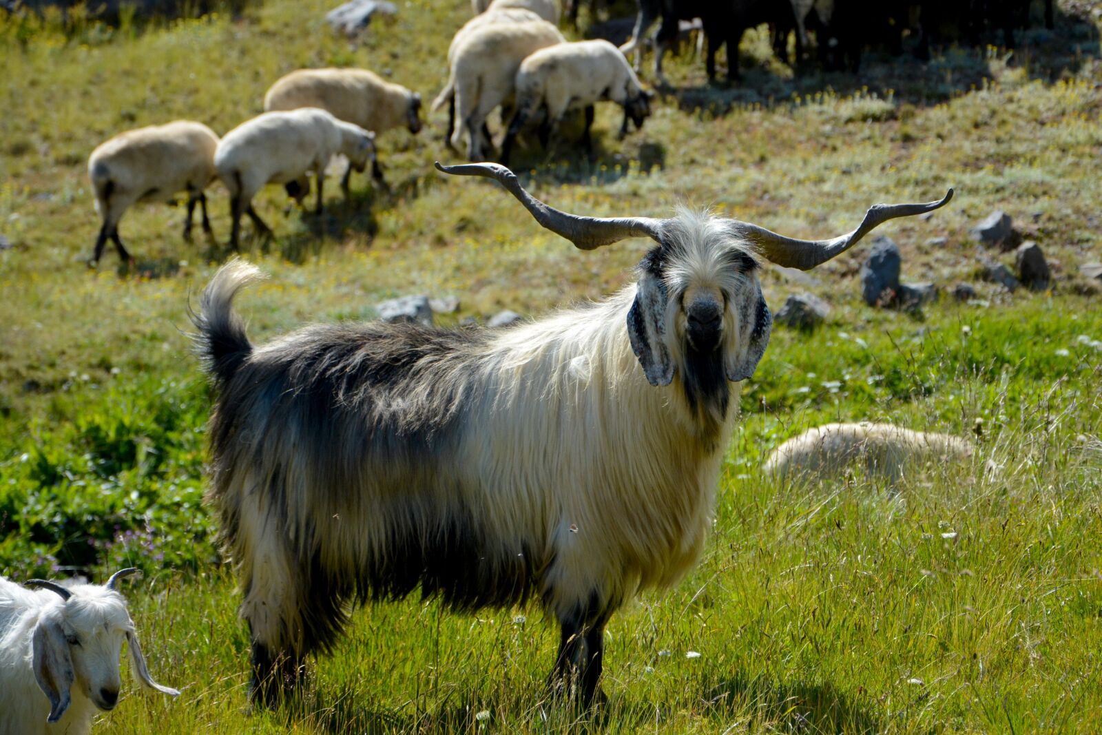 Nikon D7100 sample photo. Nature, landscape, kaçkars photography