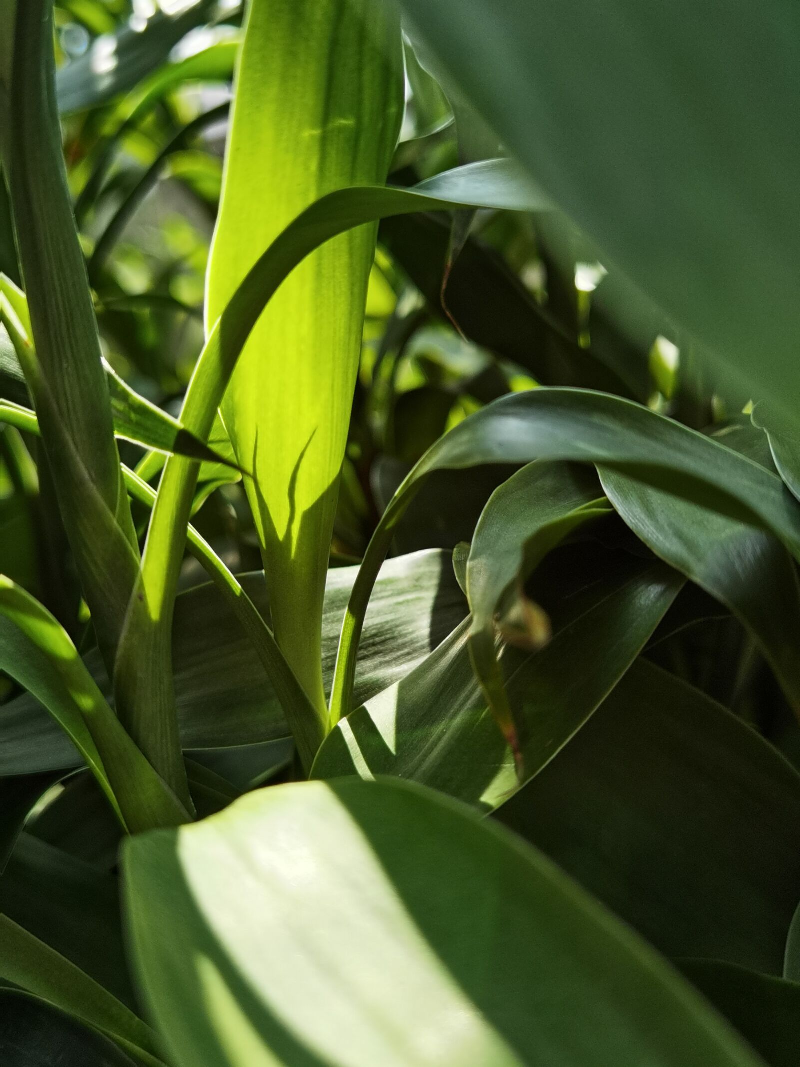 HUAWEI ELS-AN00 sample photo. Plant, leaf, sunshine photography