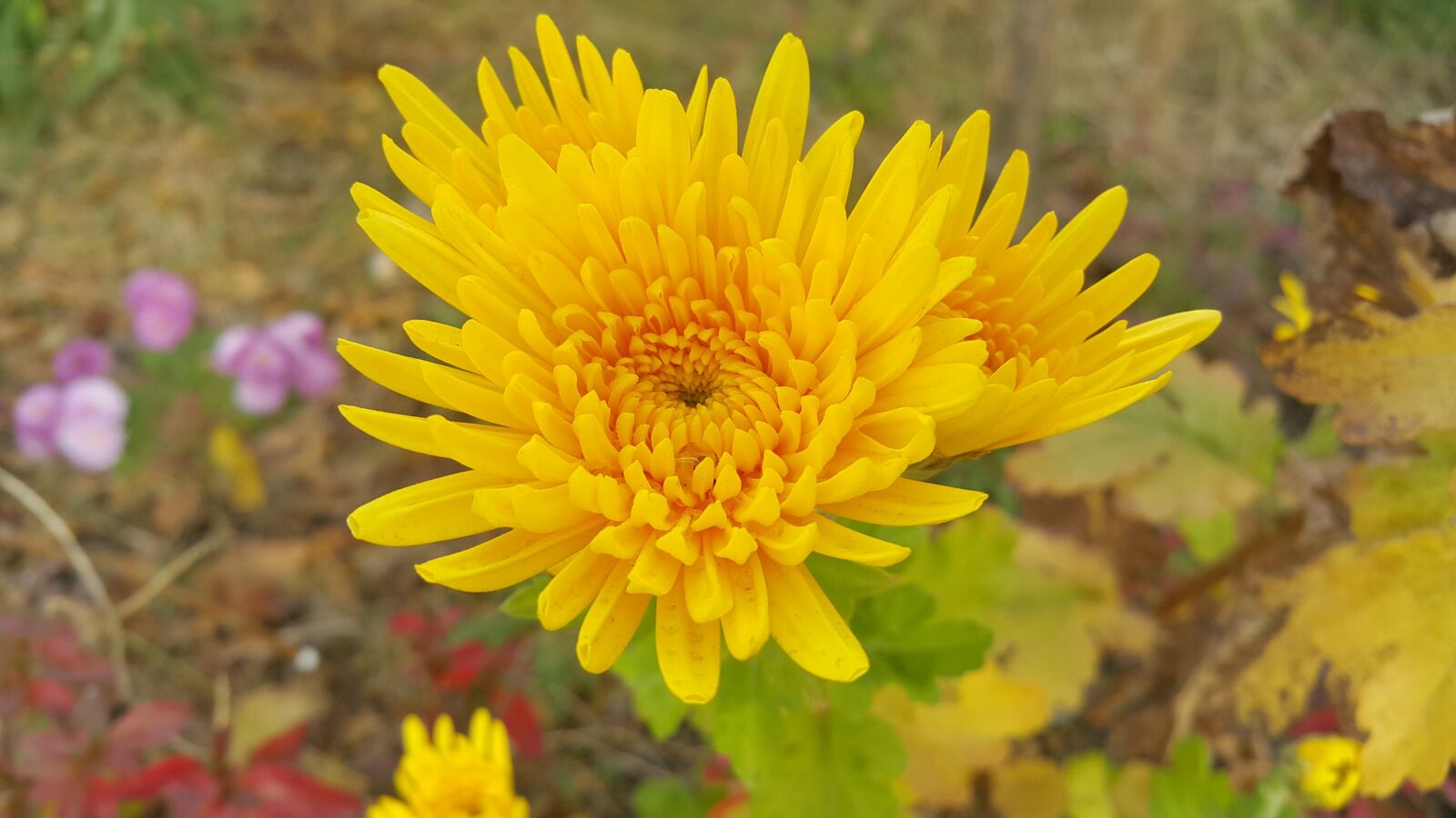 Samsung Galaxy Note Edge sample photo. Autumn chrysanthemum, yellow flower photography
