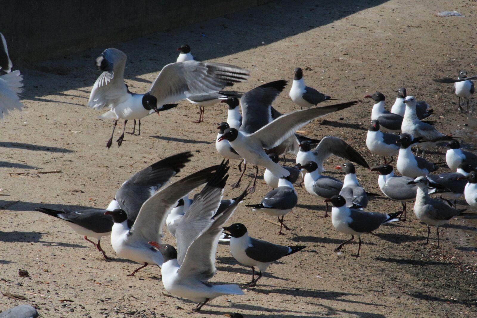 Canon EF 75-300mm f/4-5.6 sample photo. Birds, fly, feather photography