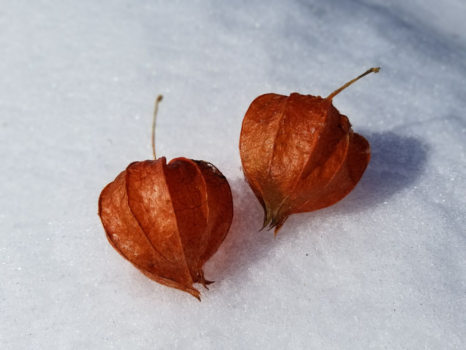 Samsung Galaxy S8+ sample photo. Fall, winter, desktop photography