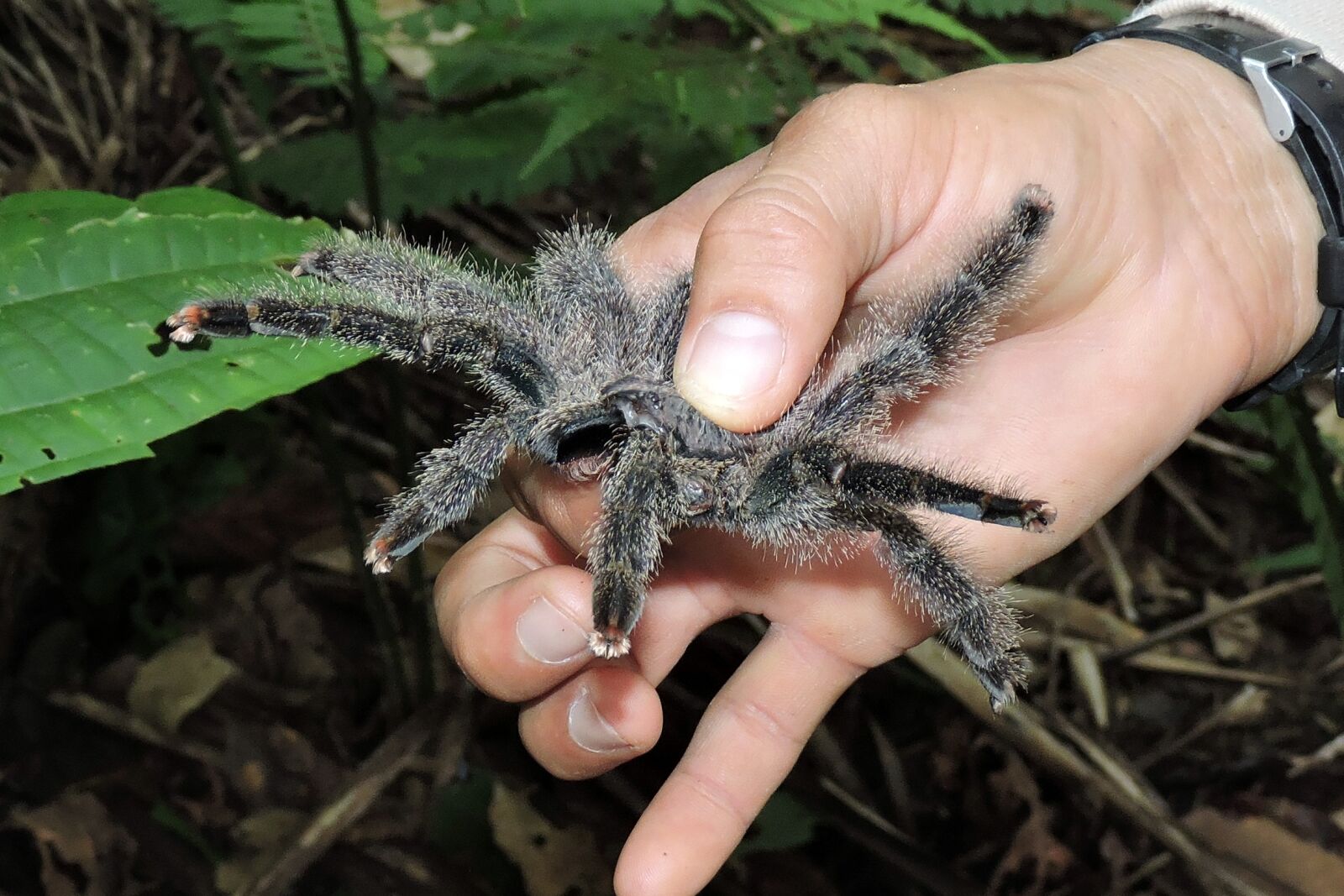 Nikon Coolpix P530 sample photo. Amazon, jungle, peru, spider photography