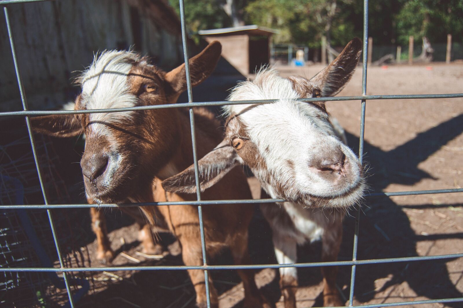 Nikon D3200 sample photo. Goats, farm, animal photography