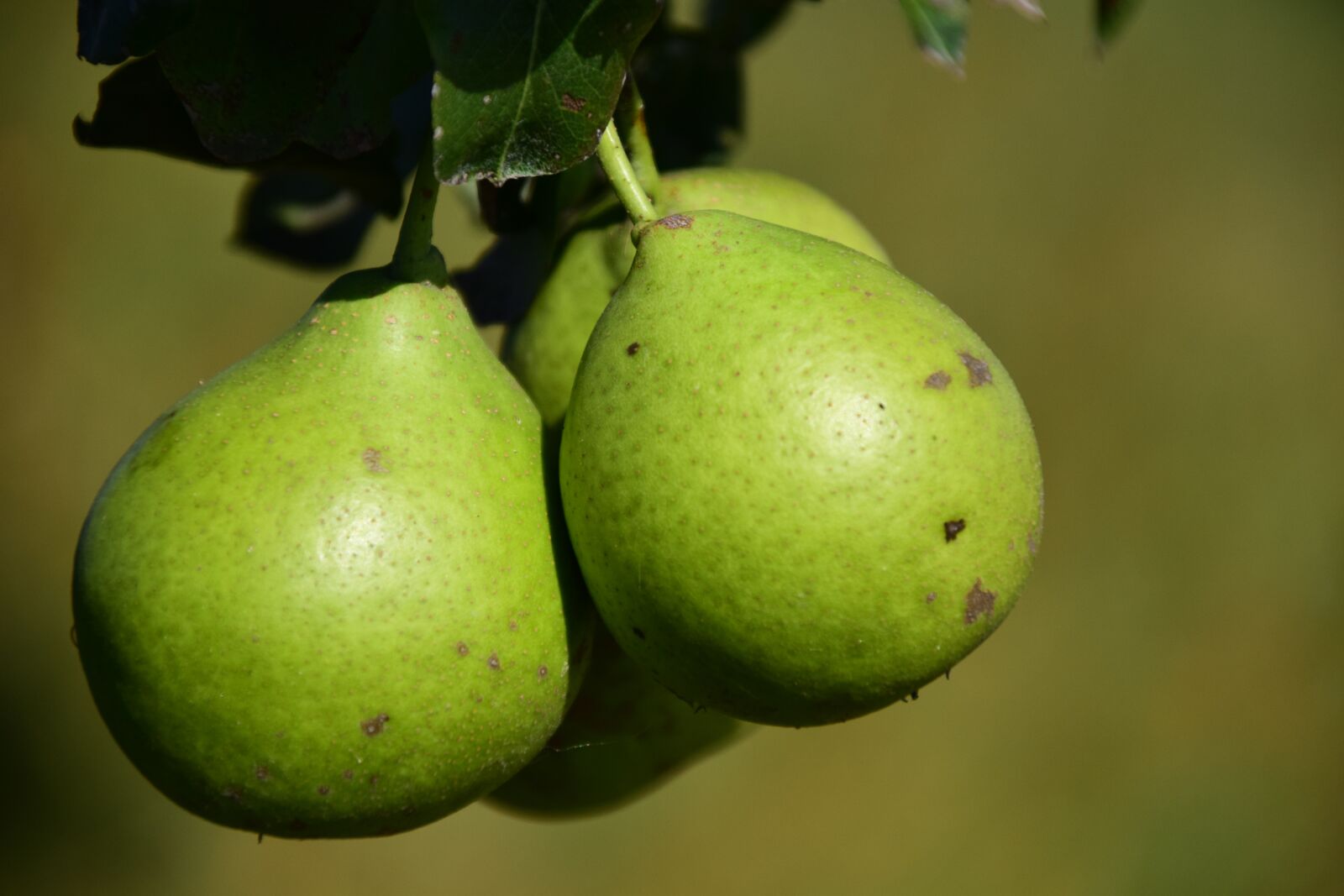 Nikon D3300 sample photo. Pear, fruit, fruits photography