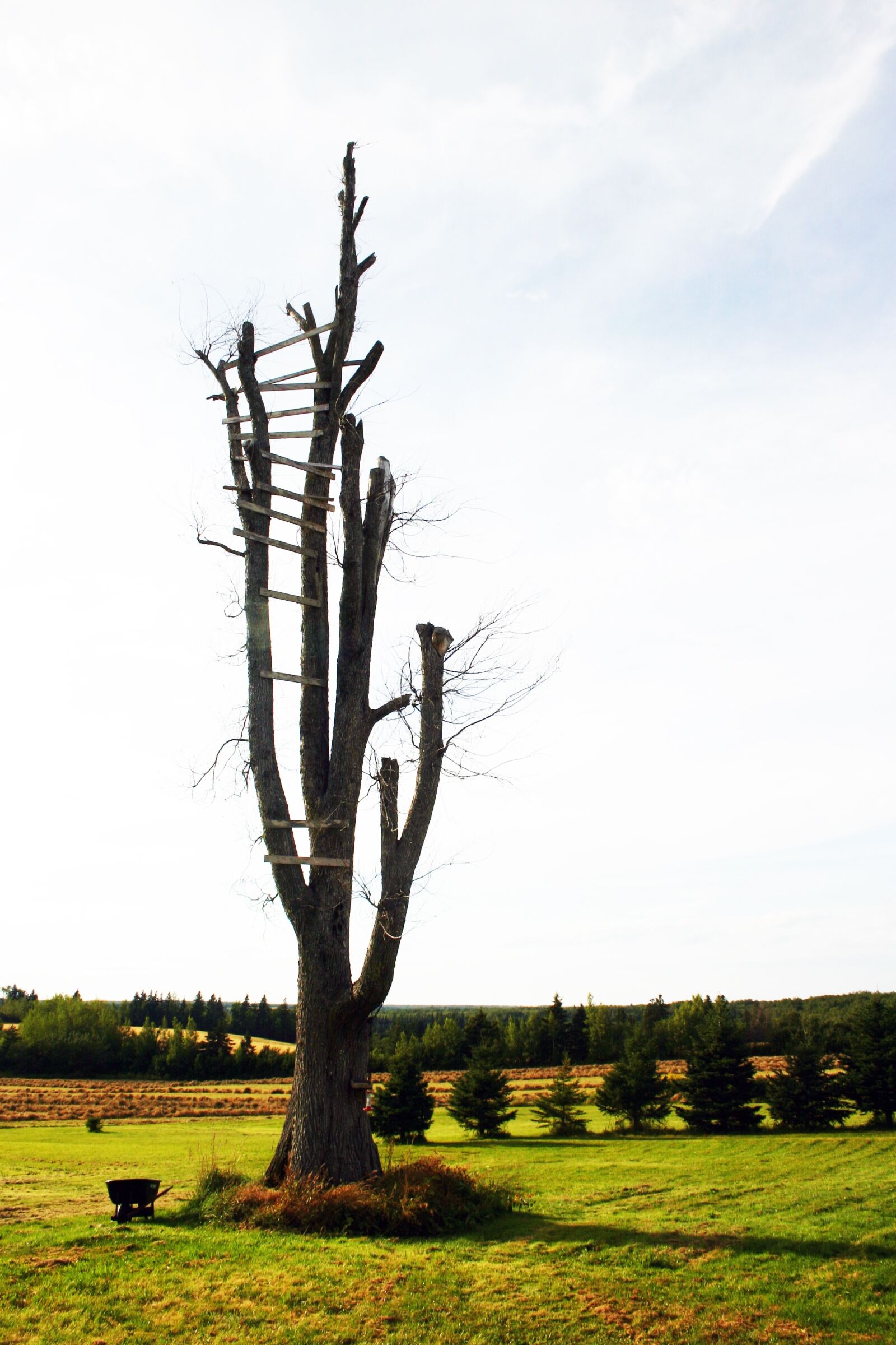 Canon EOS 300D (EOS Digital Rebel / EOS Kiss Digital) sample photo. Tree, dead, landscape photography