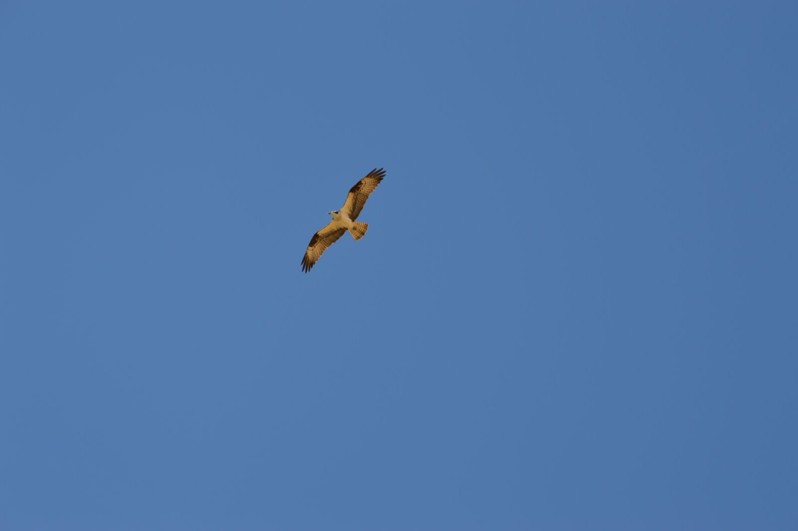 Nikon D3200 sample photo. Eagle, bird, flight photography