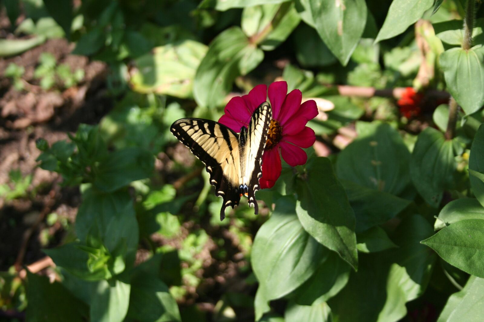 Canon EOS 350D (EOS Digital Rebel XT / EOS Kiss Digital N) sample photo. Butterfly, garden, red flower photography