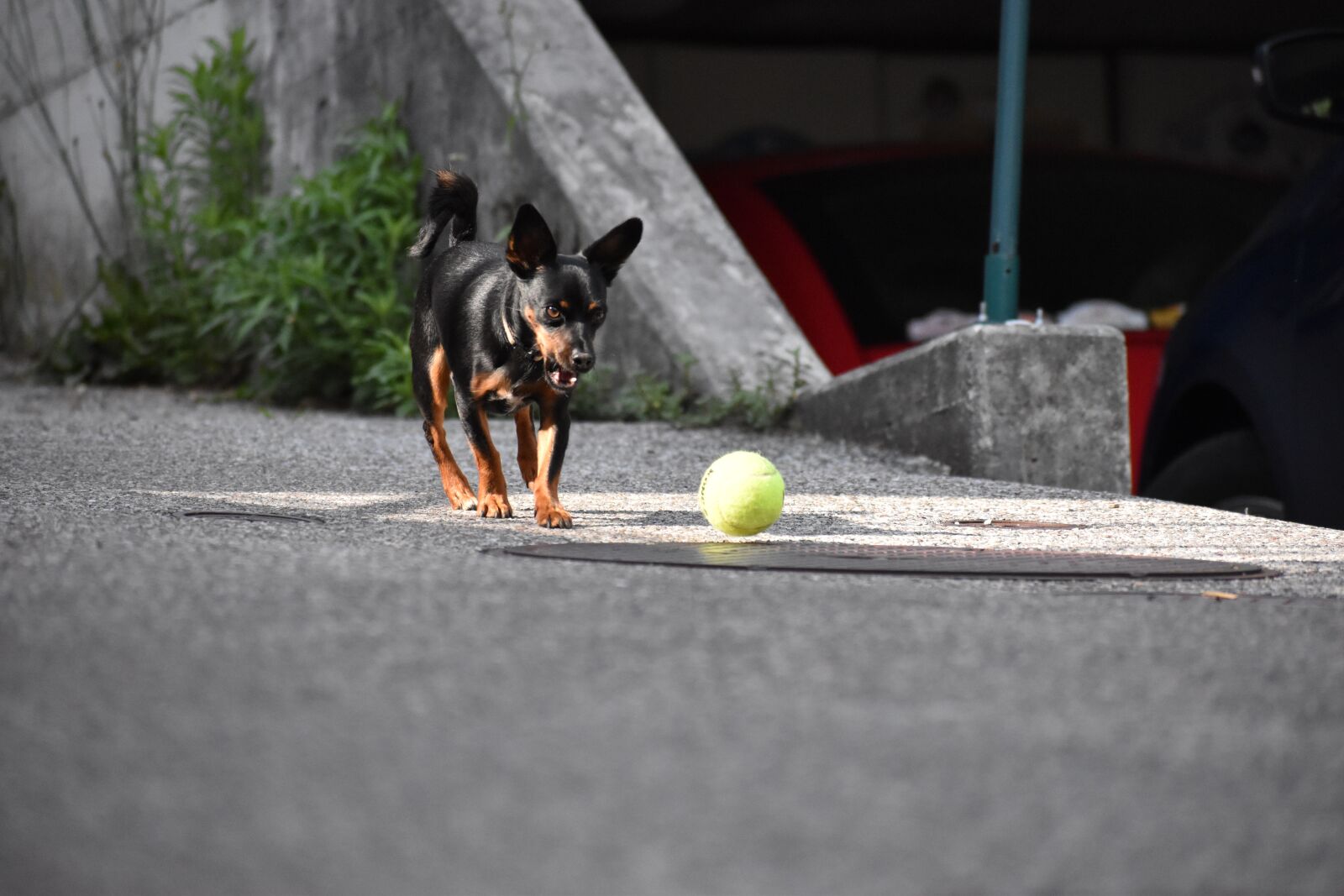 Nikon D5600 sample photo. Dog, playing, play photography