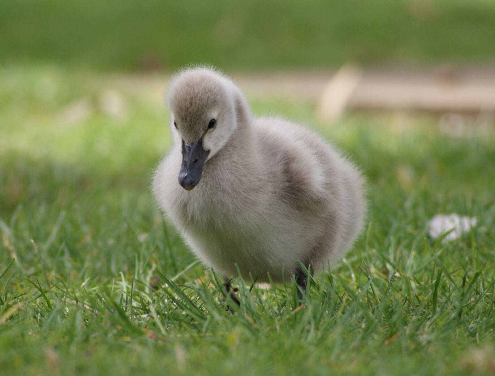 Sony Alpha DSLR-A200 sample photo. Gosling, park, grass photography