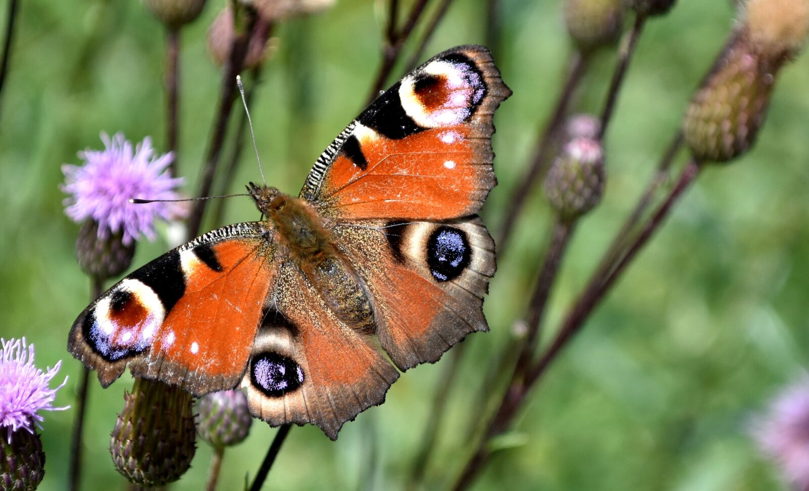 Nikon D5600 sample photo. Peacock butterfly, butterfly, insect photography