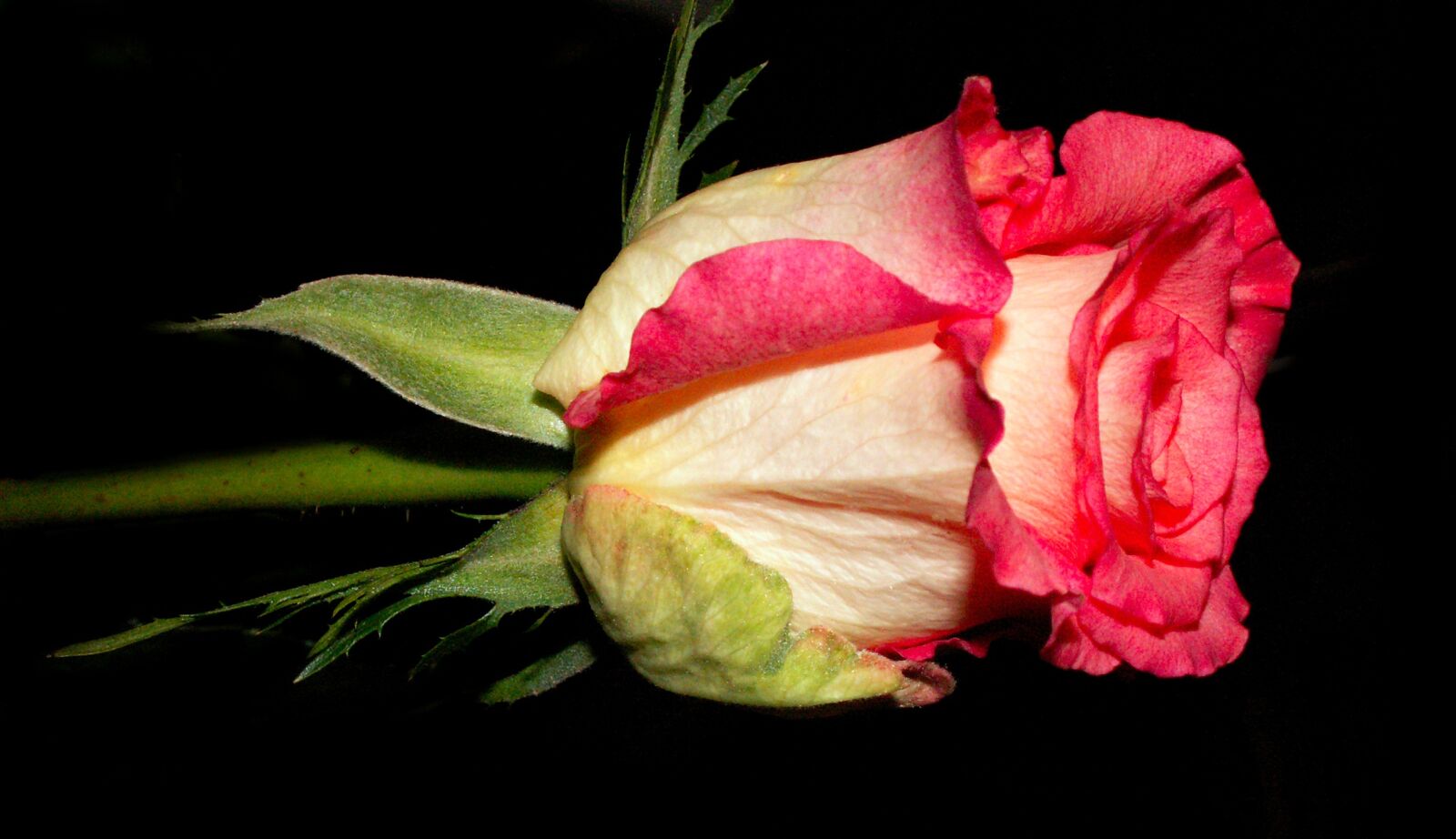 KONICA MINOLTA DiMAGE Z5 sample photo. Flower, nature, leaf photography