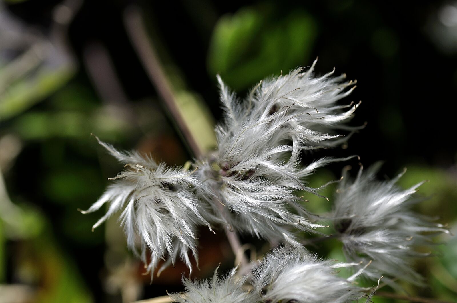 Nikon D90 sample photo. Plant, filigree, nature photography