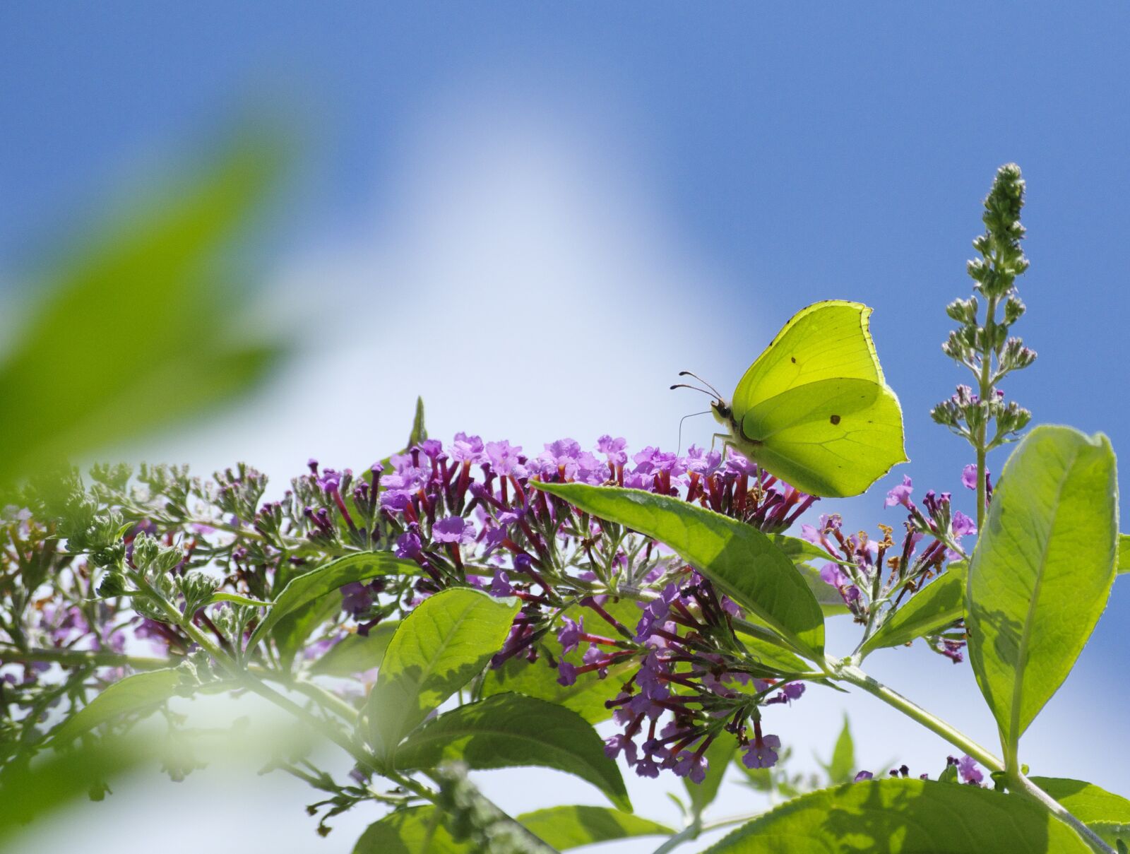 Pentax K-70 sample photo. Gonepteryx rhamni, butterfly, insect photography