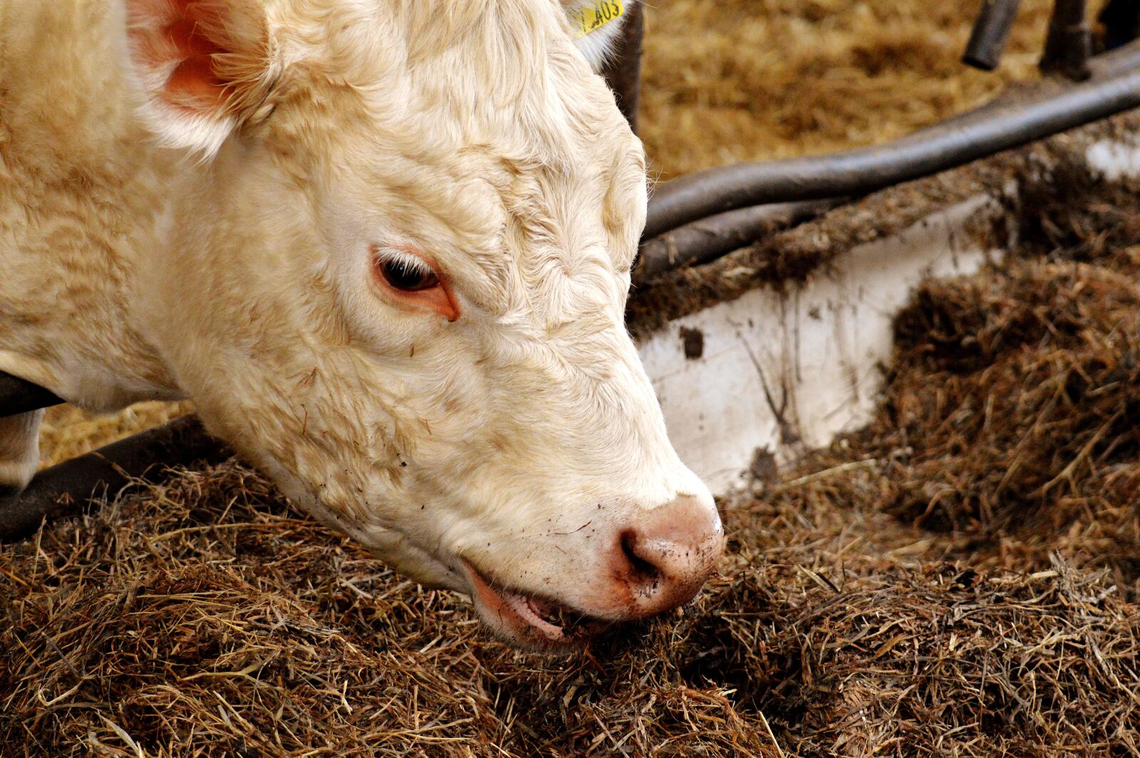 Nikon D3200 sample photo. Cow, stall, barn animals photography