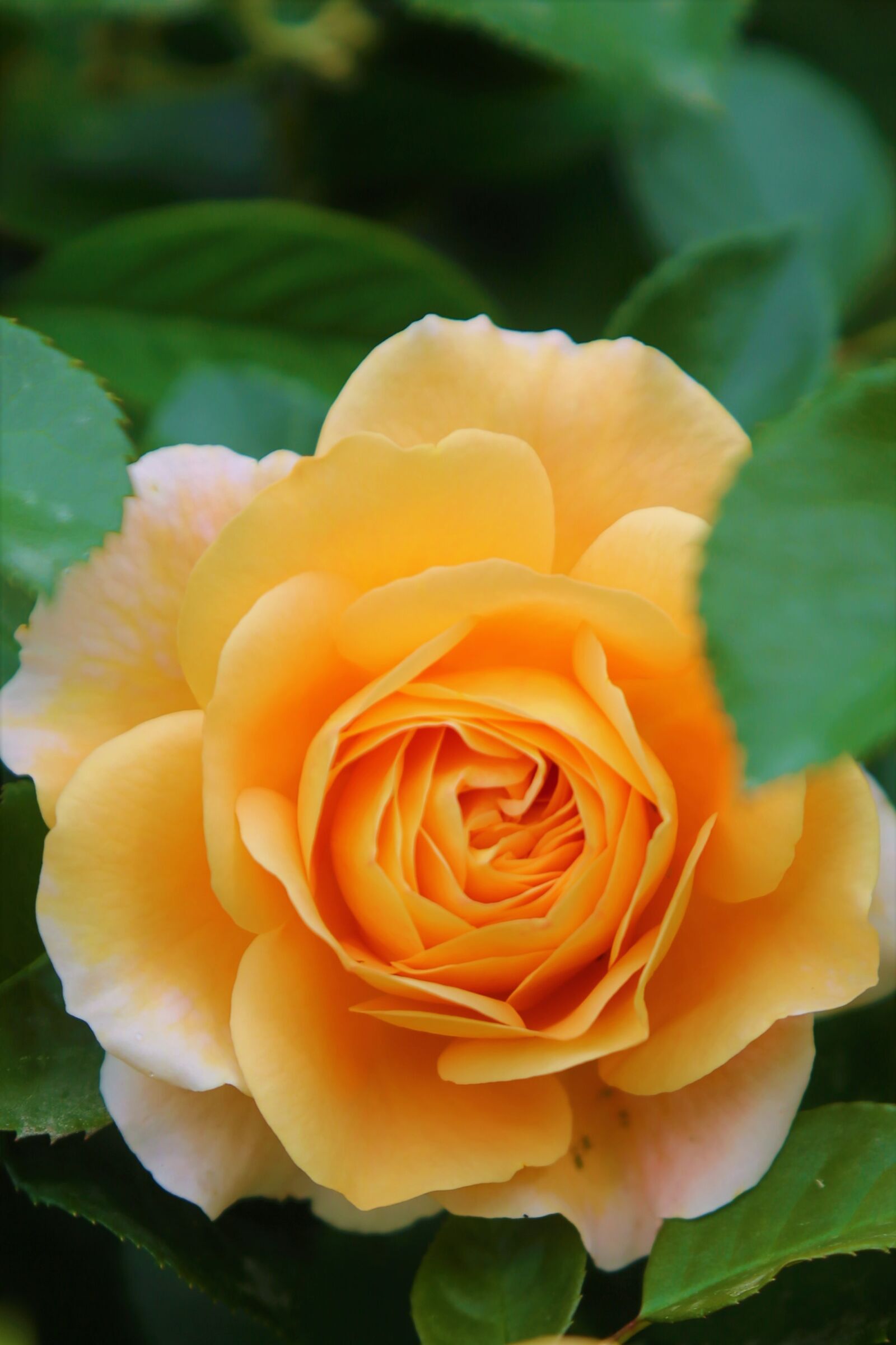 Canon EF 24-105mm F4L IS USM sample photo. Rose, nature, love photography