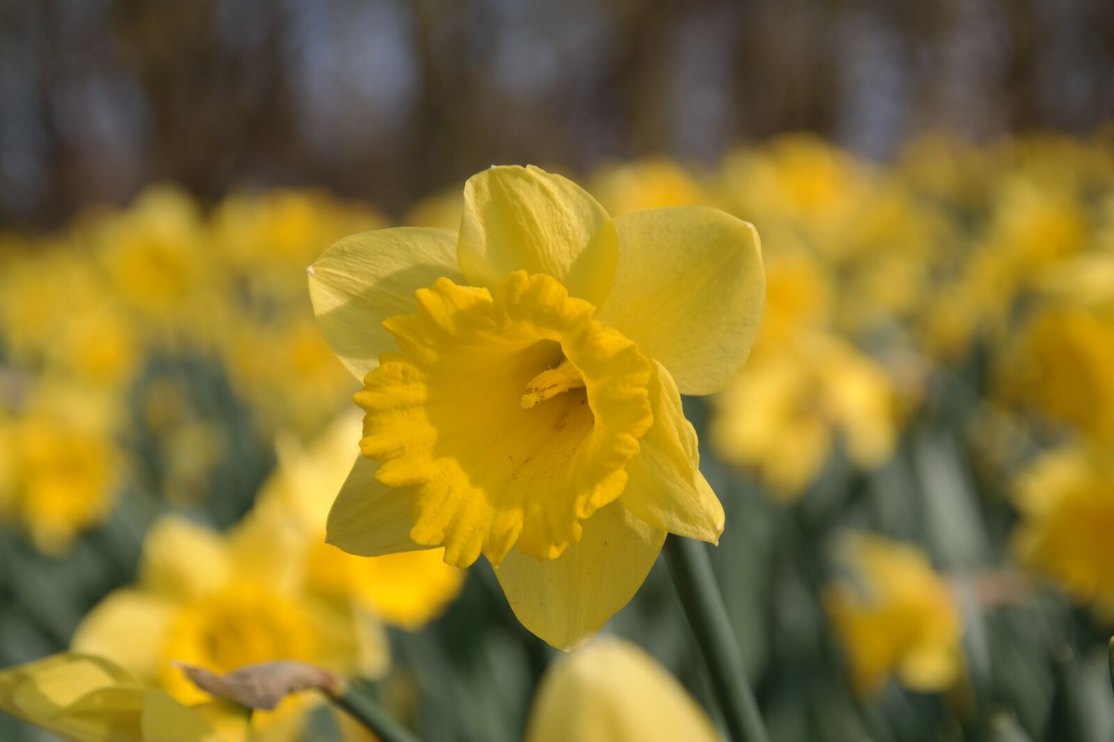 Samsung NX300 sample photo. Daffodil, yellow, flower photography