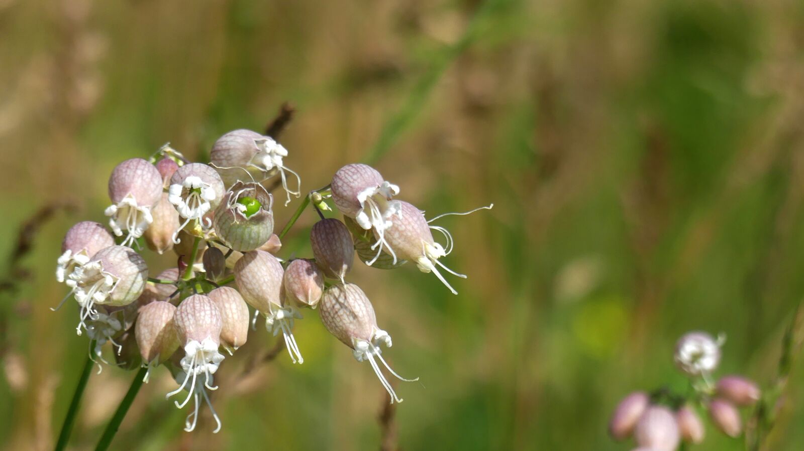Panasonic Lumix DMC-FZ300 sample photo. Meadow, flower, summer photography